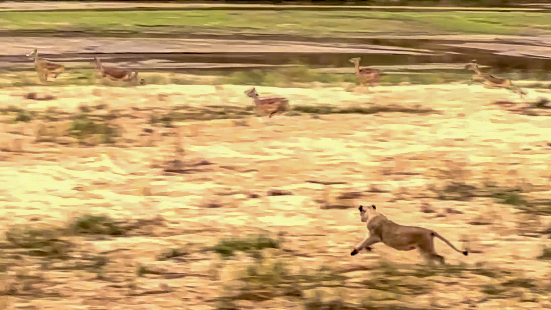 Lions Scare Impalas Across the Riverbed