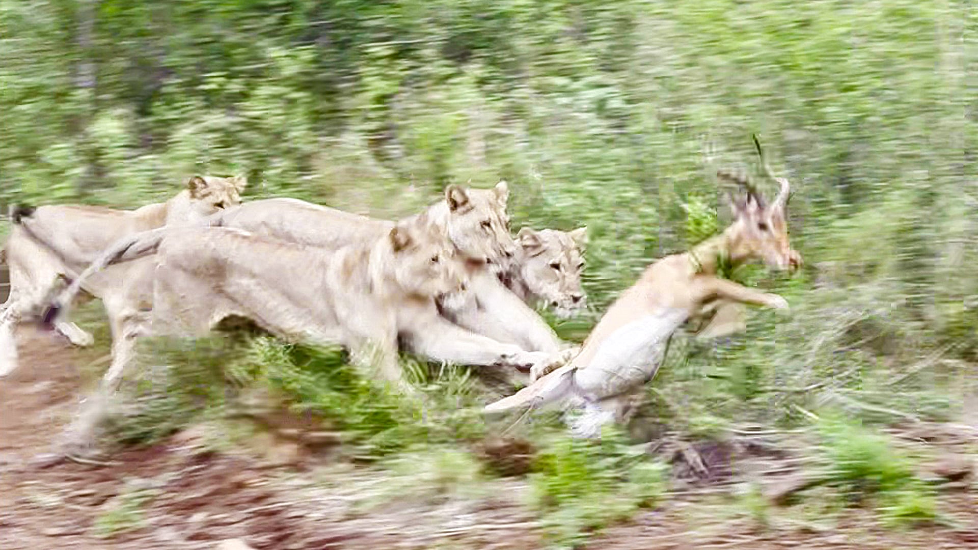 Watch These Young Lions Learn How to Hunt