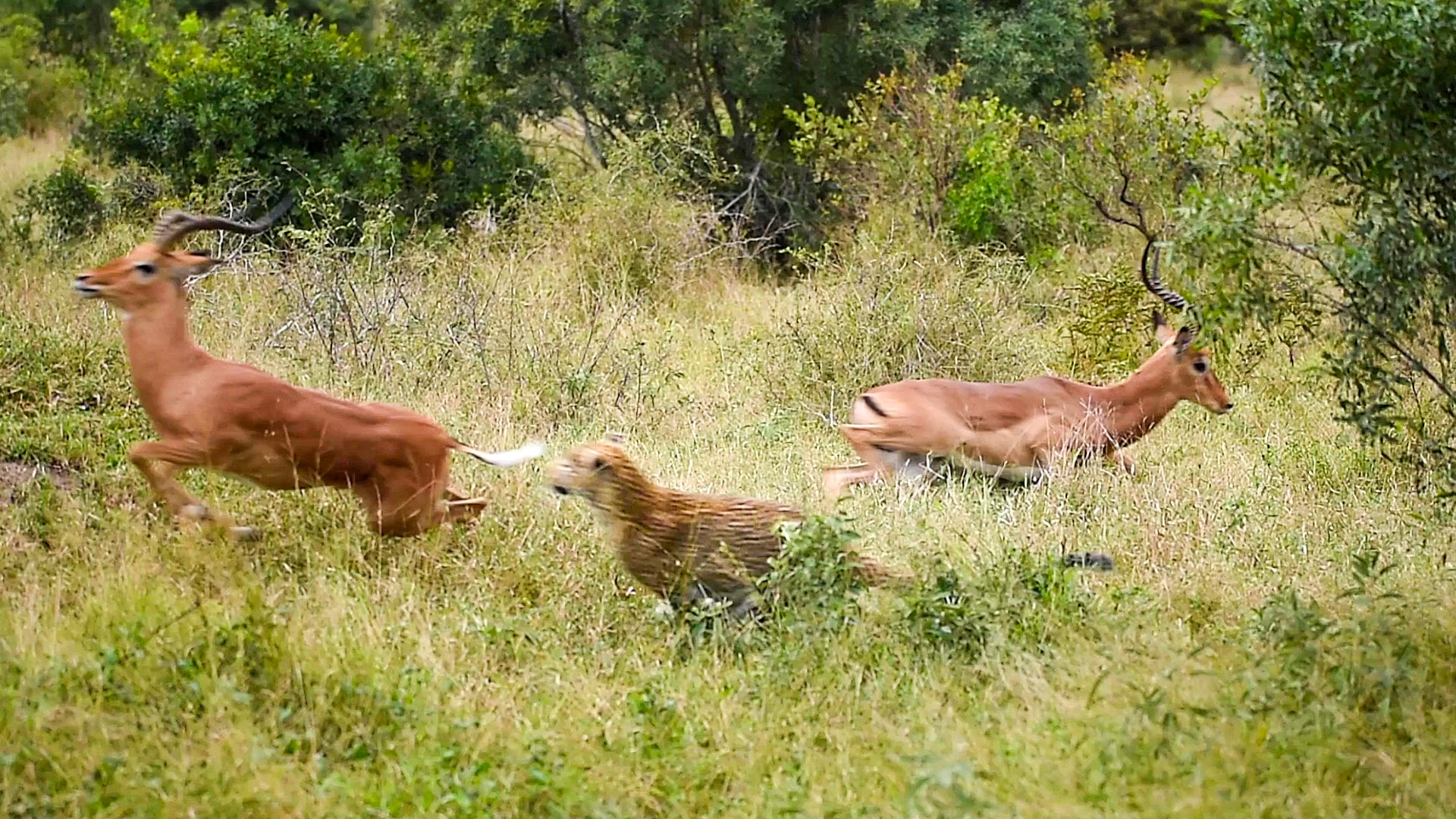 Leopard Stops a Crazy Impala Fight