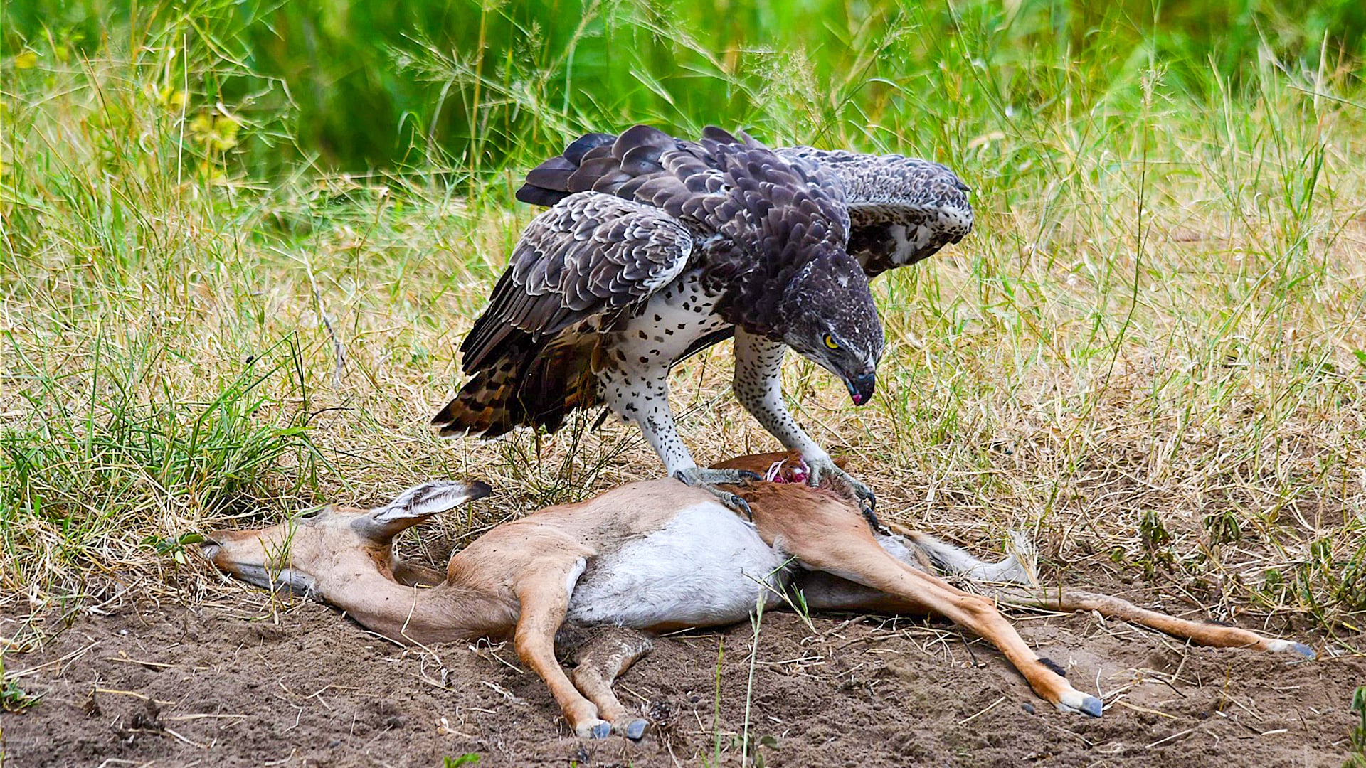 Eagle Defends Its Impala Meal From Vultures