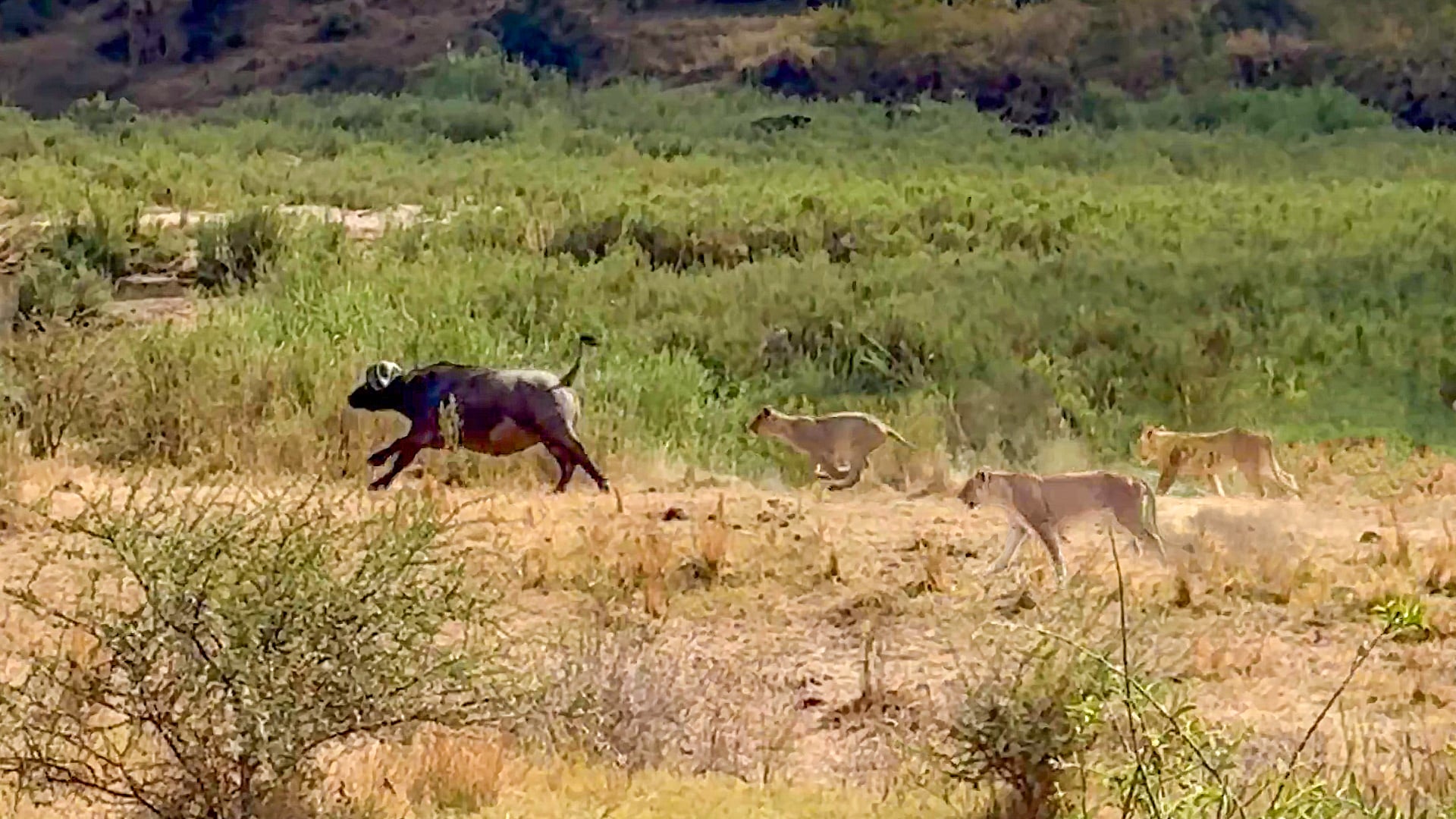 Watch This Buffalo Run For It’s Life From Lions