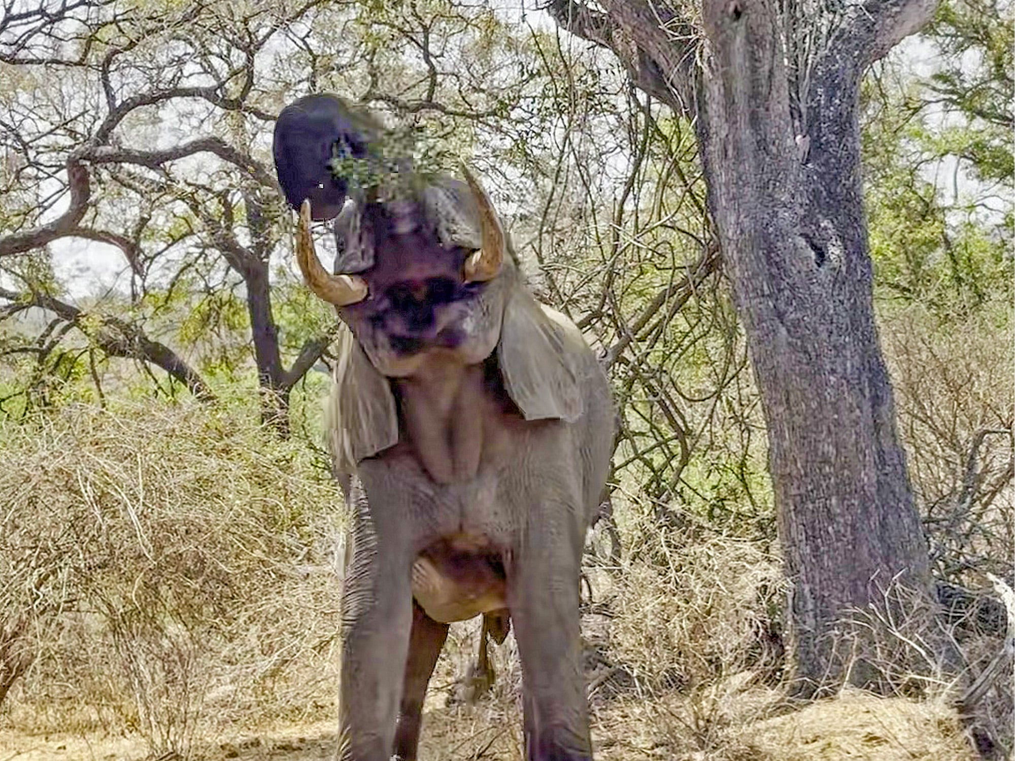 Watch This Elephant Put On a Circus Show to Reach Leaves Too High Up