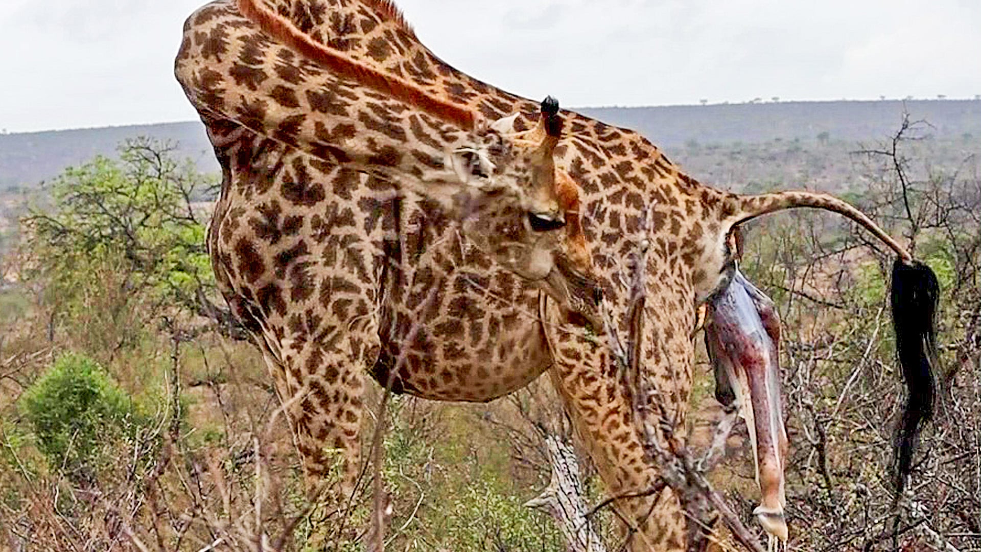 Newborn Giraffe Takes A Big Fall