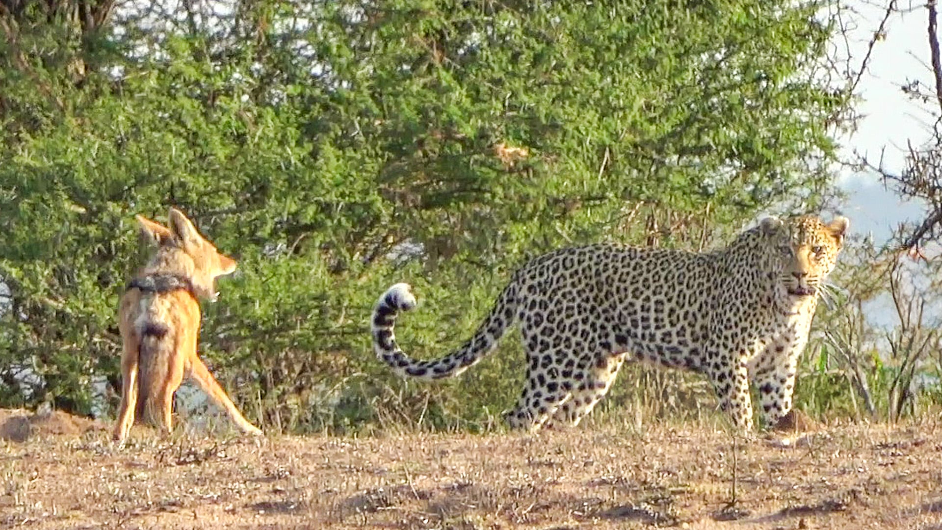 Brave Jackals Fend Off a Leopard