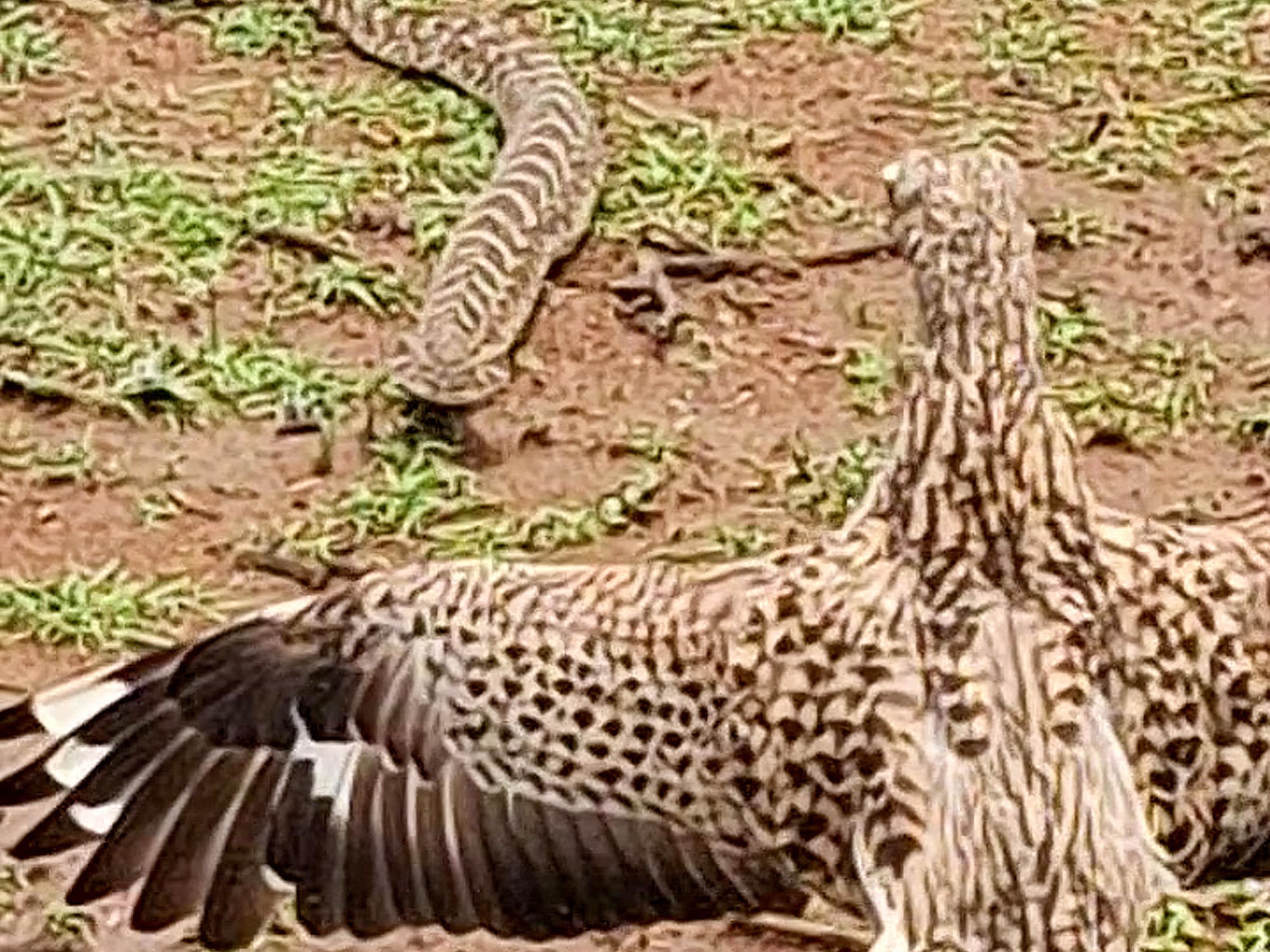 Watch This Brave Bird Defend its Nest from a Puff Adder