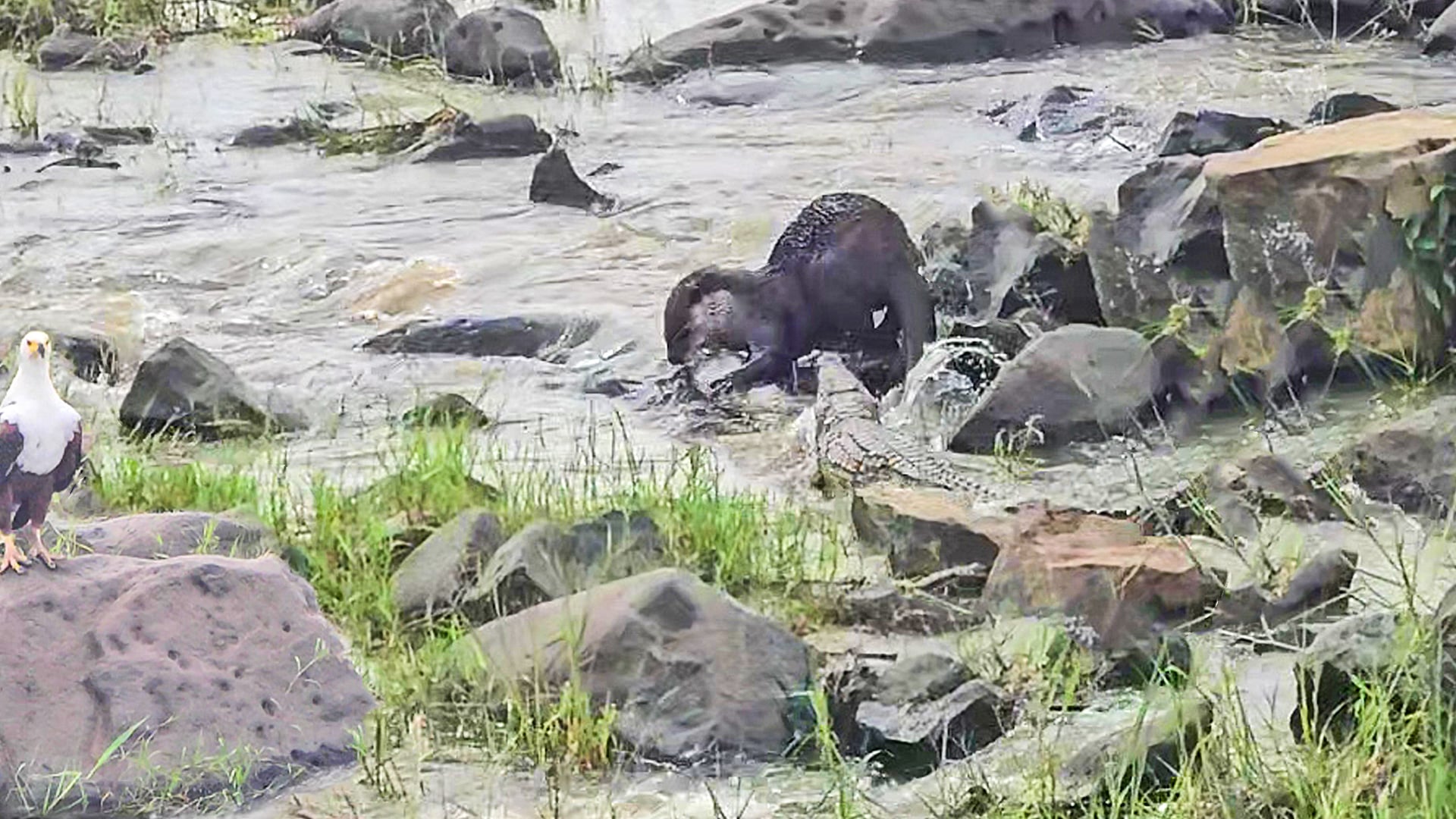 Watch This Crocodile And Eagle Try To Steal Otter’s Fish