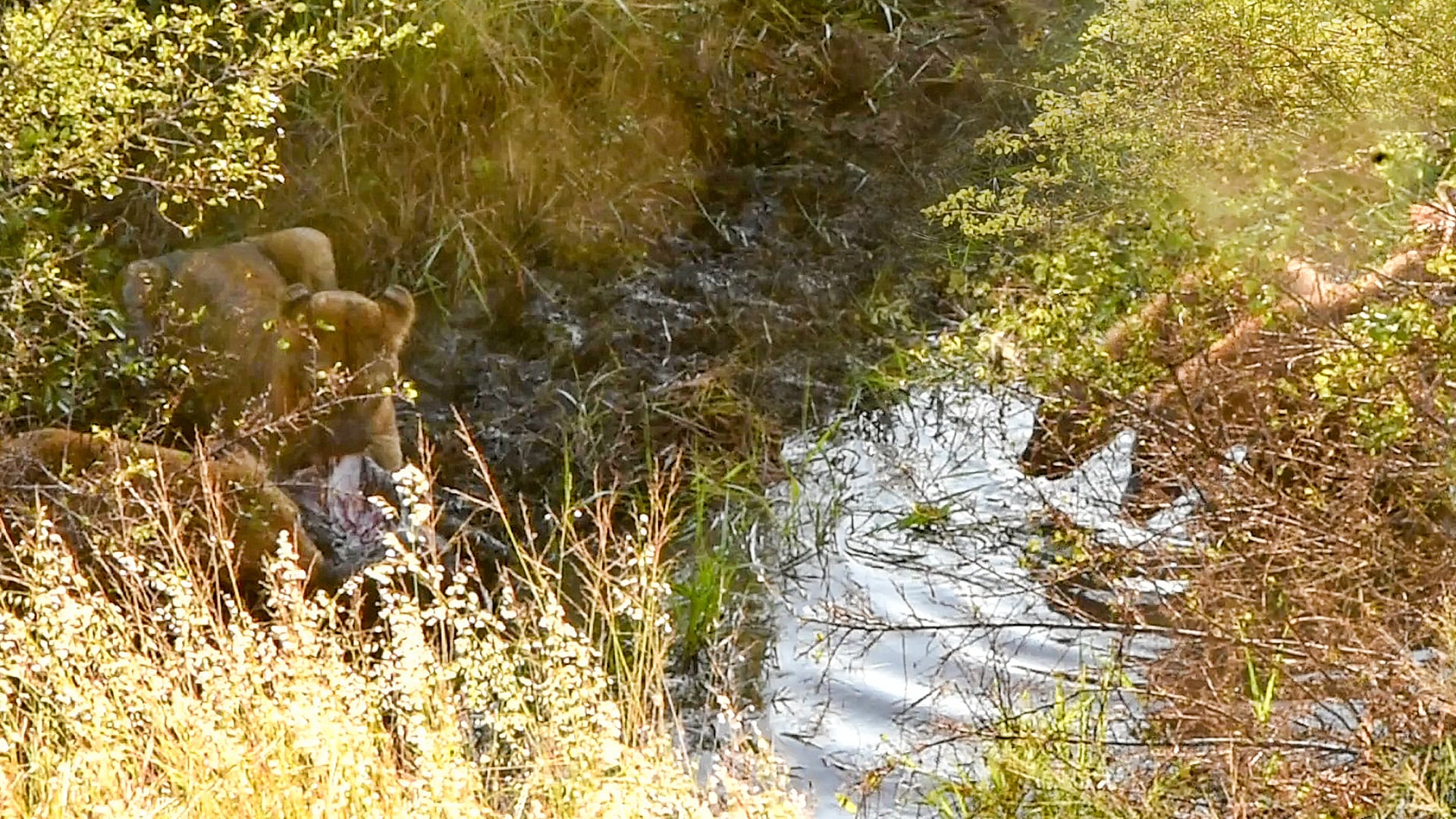 Hungry Hyenas Try to Steal a Meal from Lions