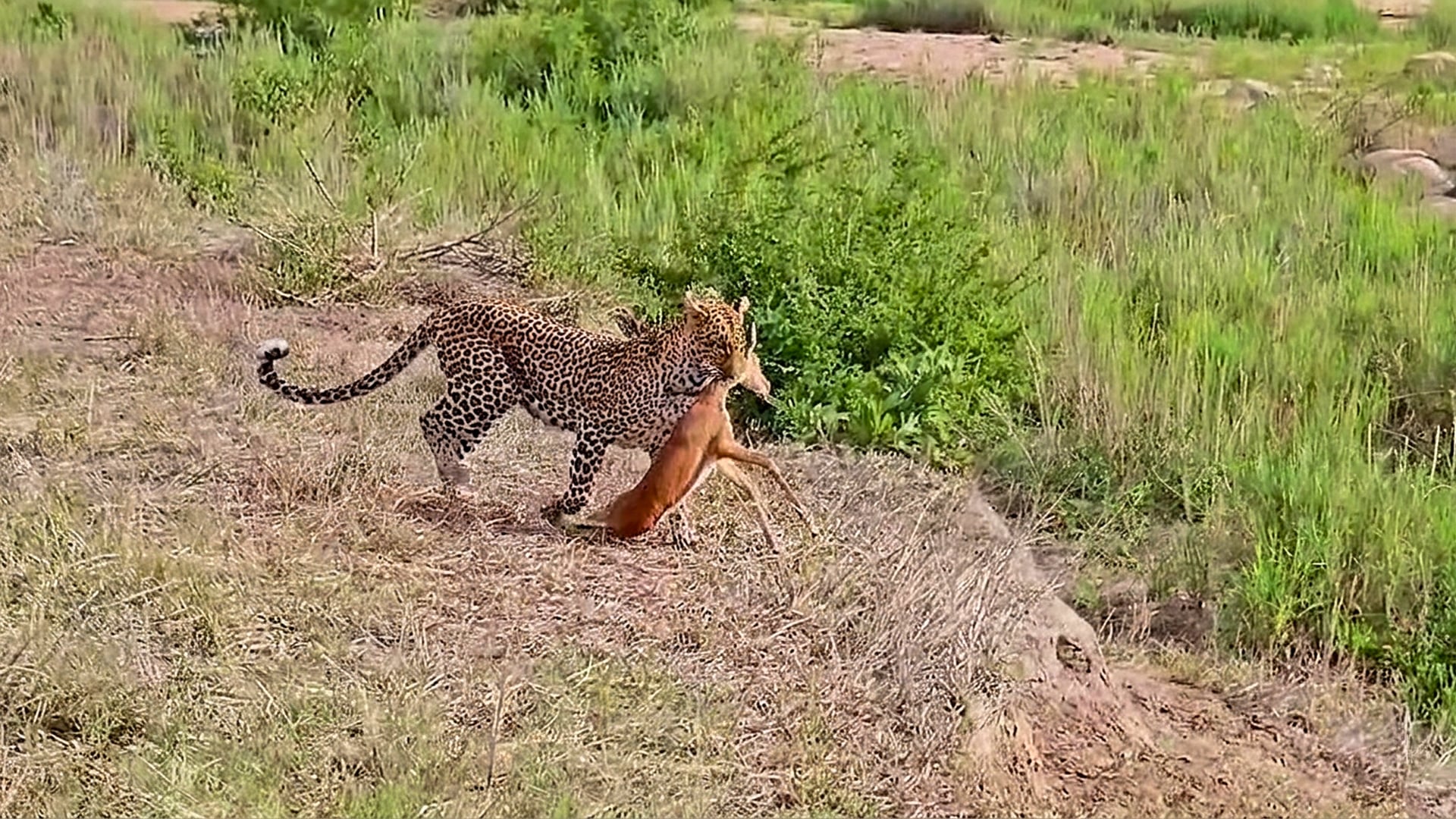 Leopard Ambushes a Helpless Impala Across the Road 