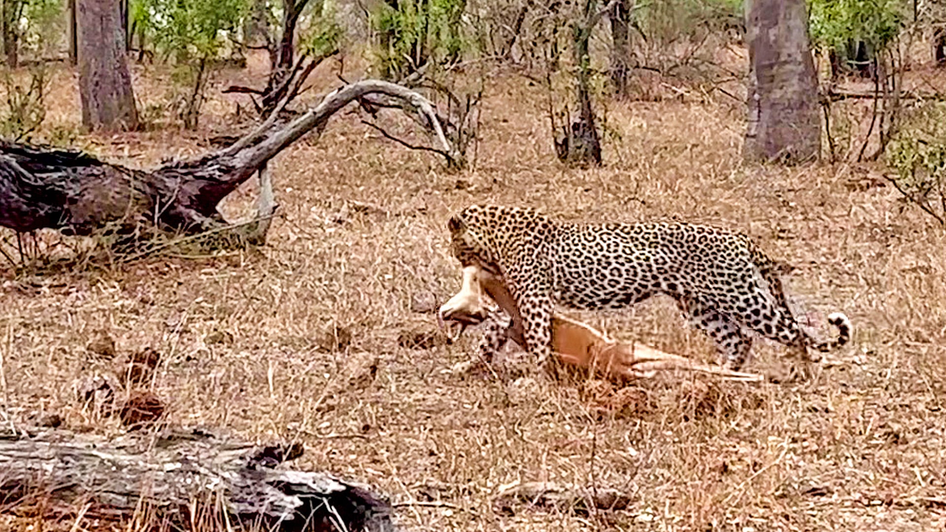 Leopard Takes Down a Lone Impala