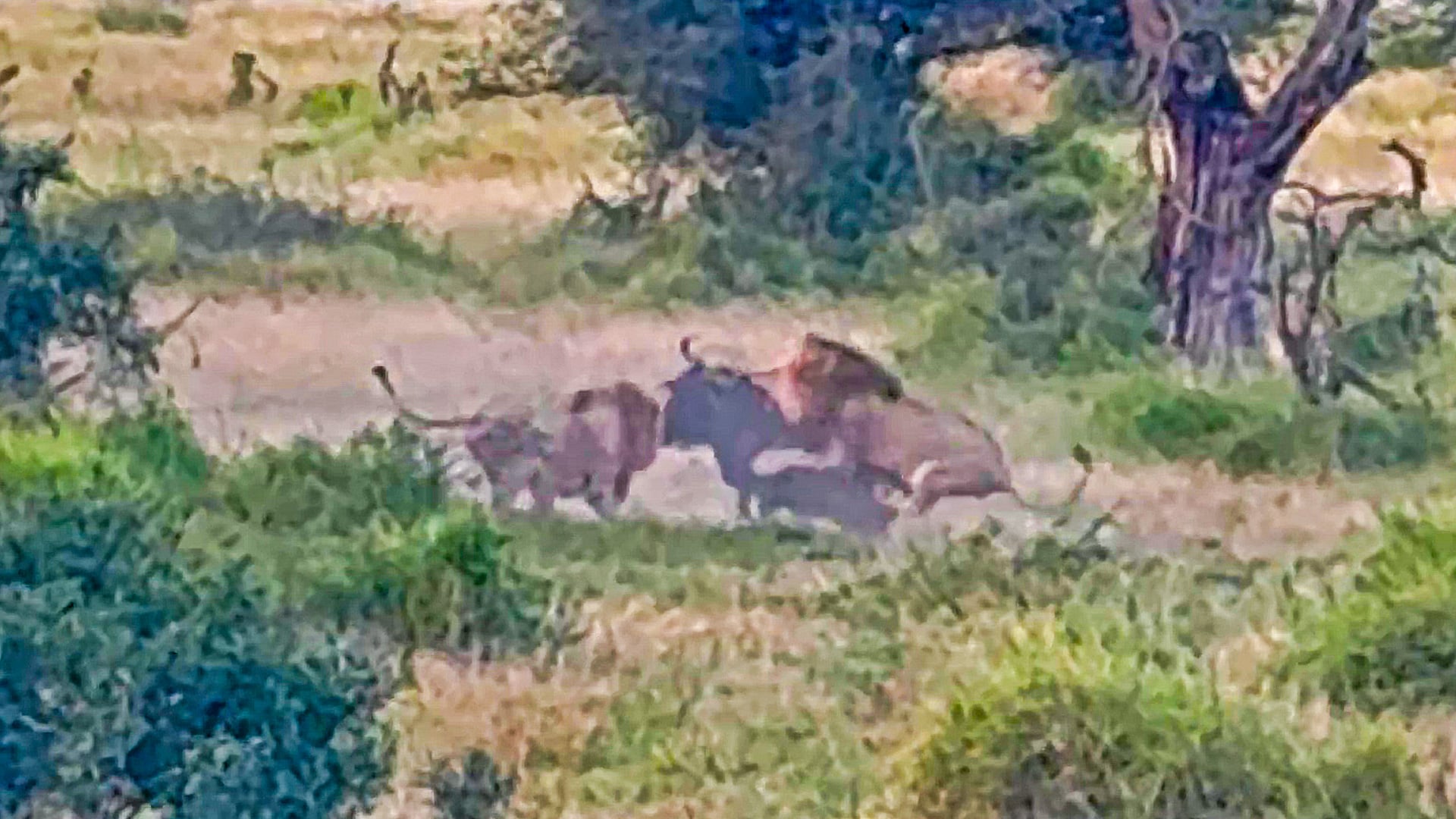 Watch These Two Lions Take Down a Wildebeest
