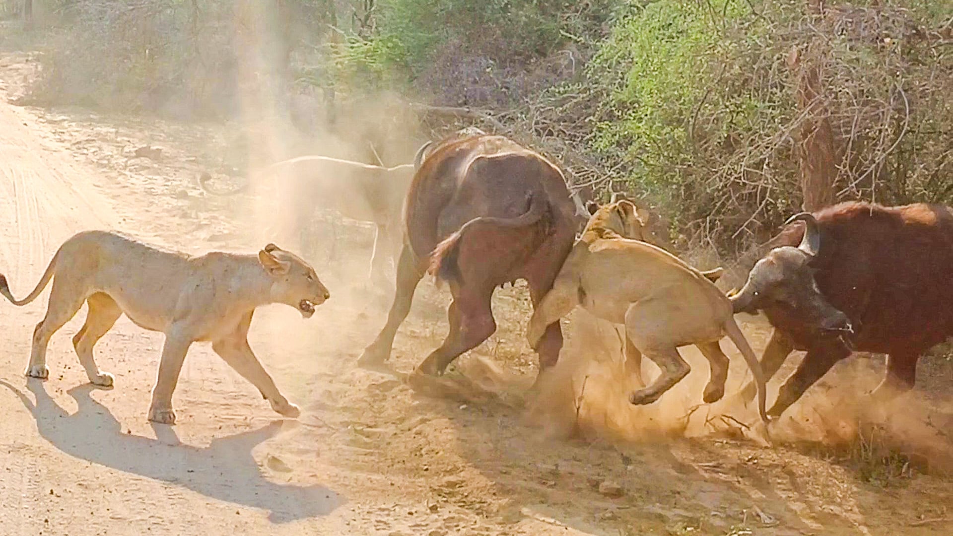 Brave Buffalos Fight off Lions in the Road