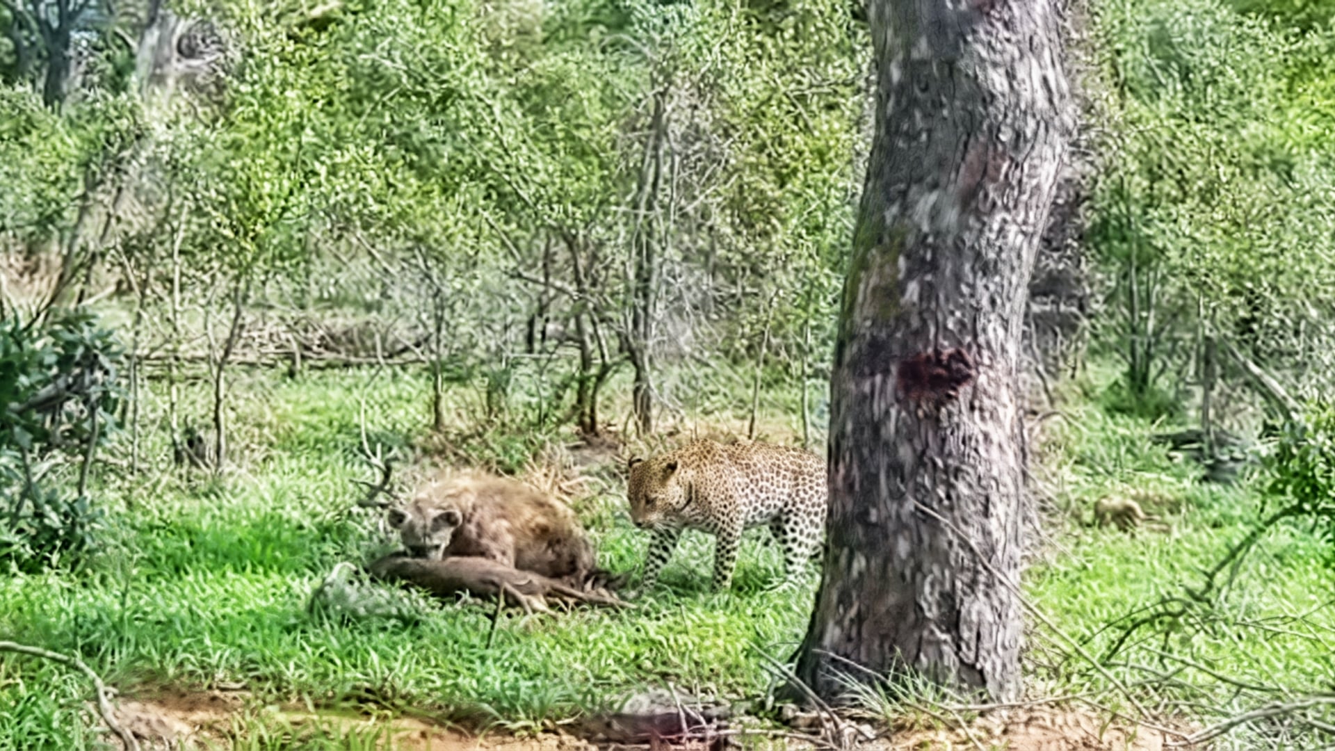Hyena Shares a Meal with a Hungry Leopard