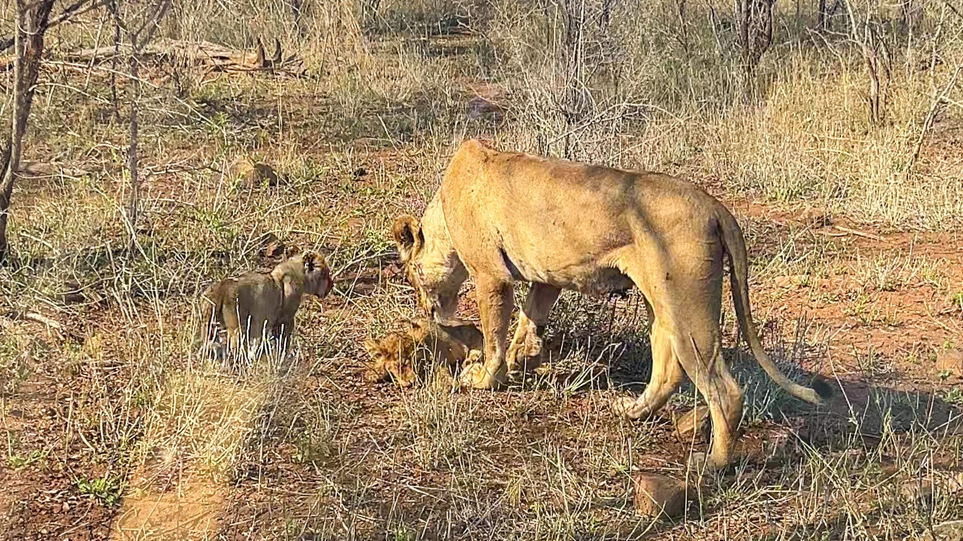 Watch As This Heartbroken Lioness Says Goodbye to Her Dying Cub
