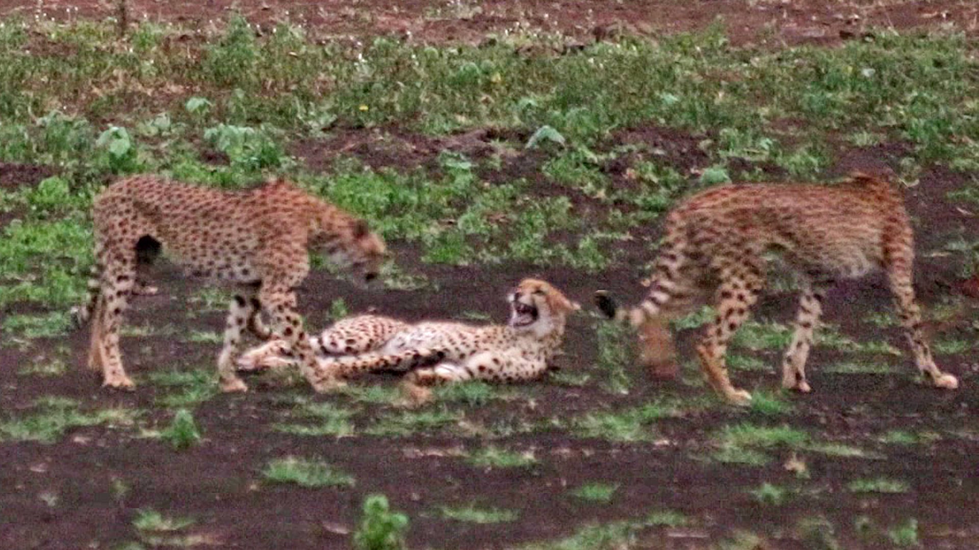 2 Cheetah Coalitions Have an Intense Battle