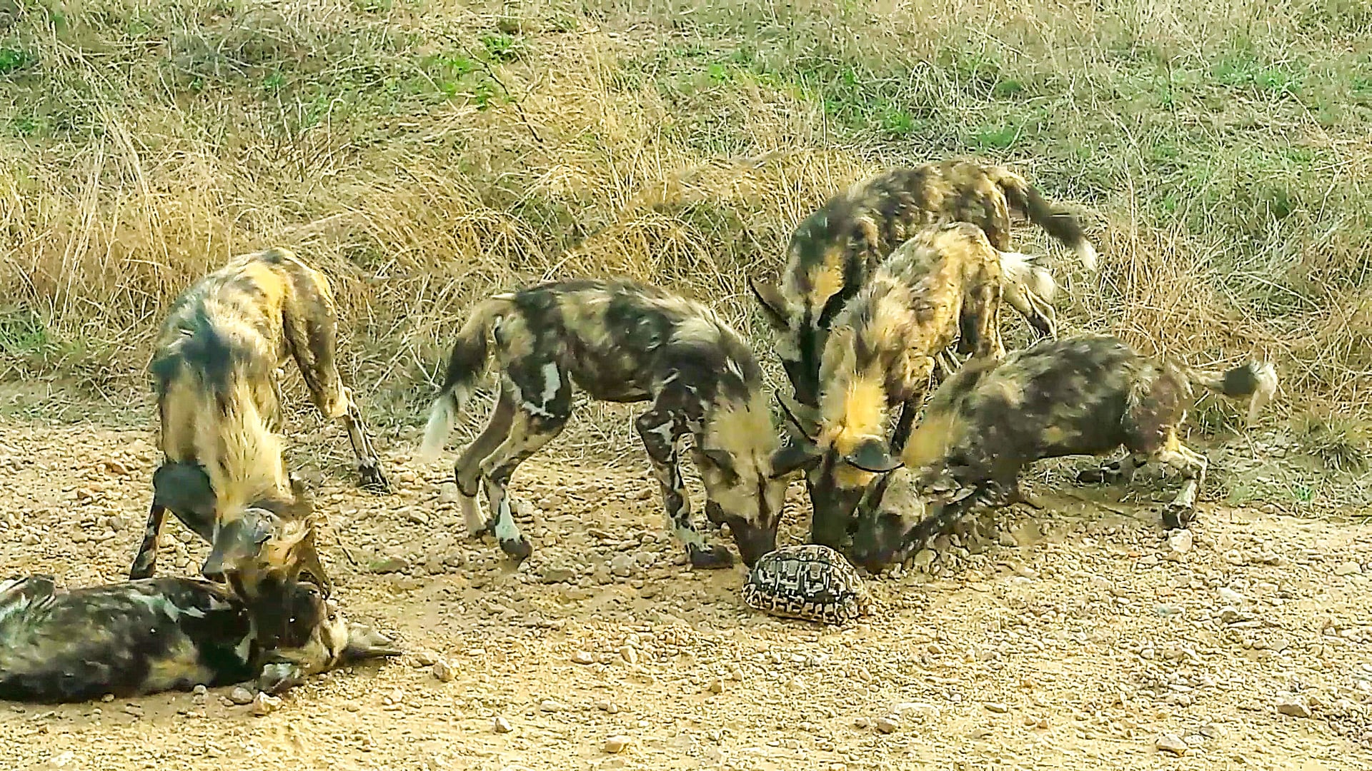 Curious Wild Dogs Find A Tortoise