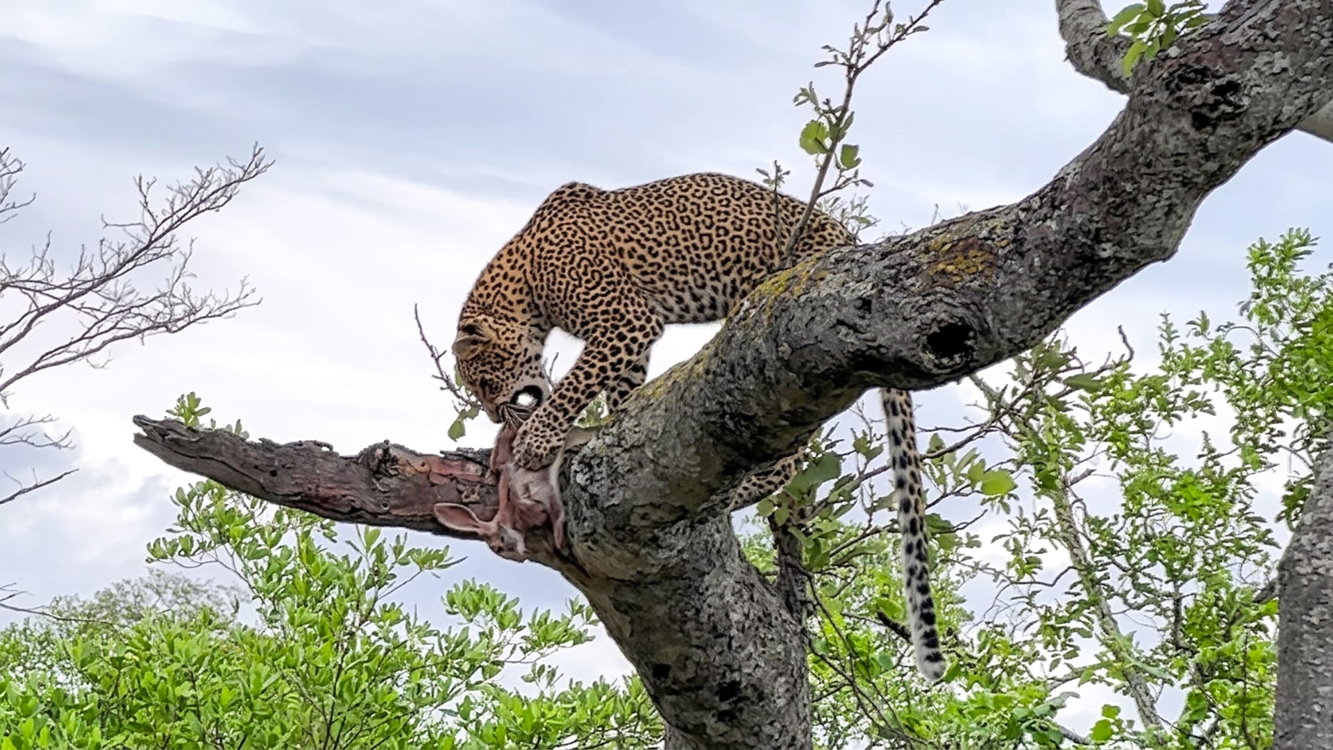 Watch As This Clumsy Leopard Drops a Rabbit Out of a Tree… Twice