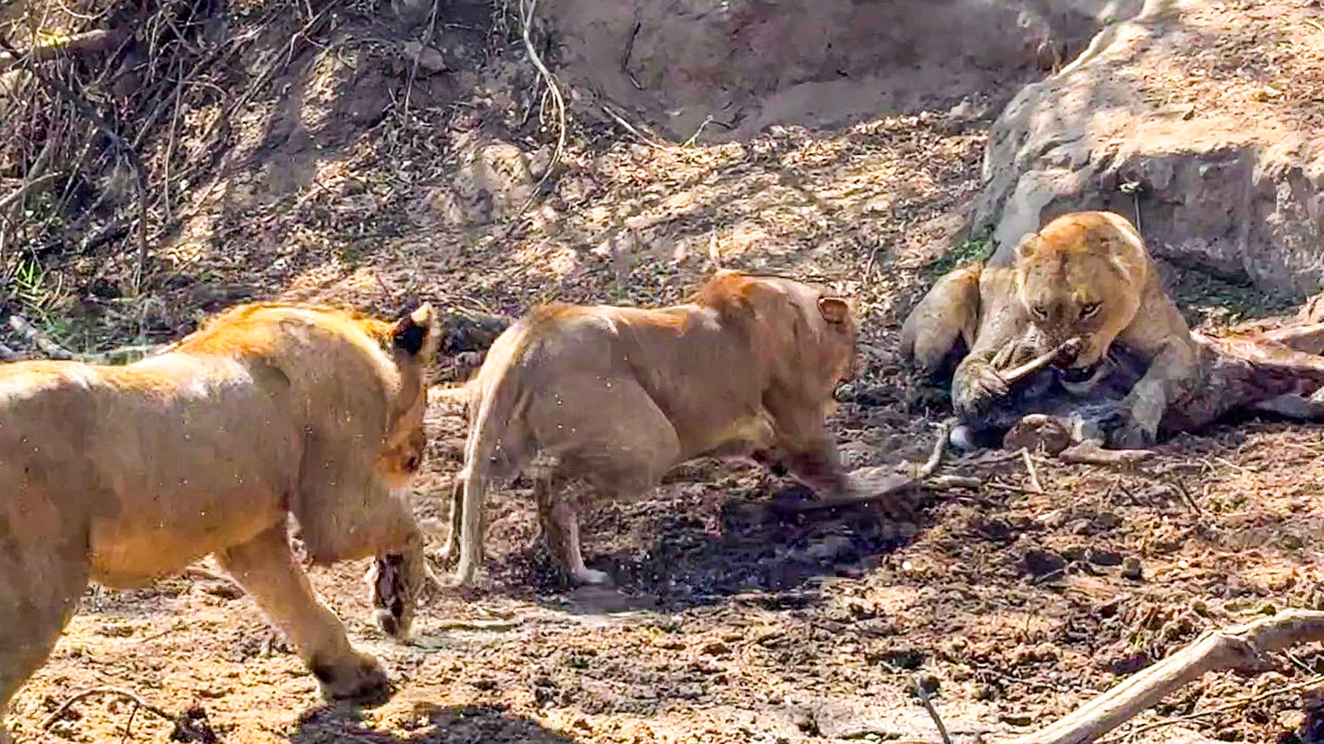 Lions Feeding Frenzy After Catching a Kudu