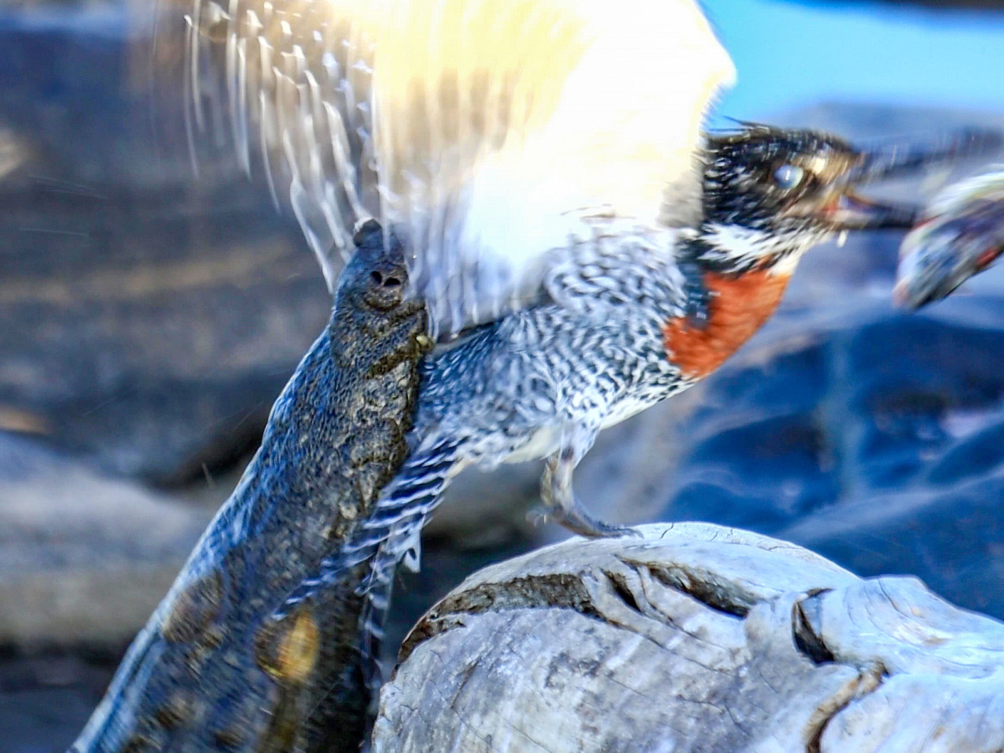 Watch As This Kingfisher Loses Its Tail Feathers to Escape Crocodile