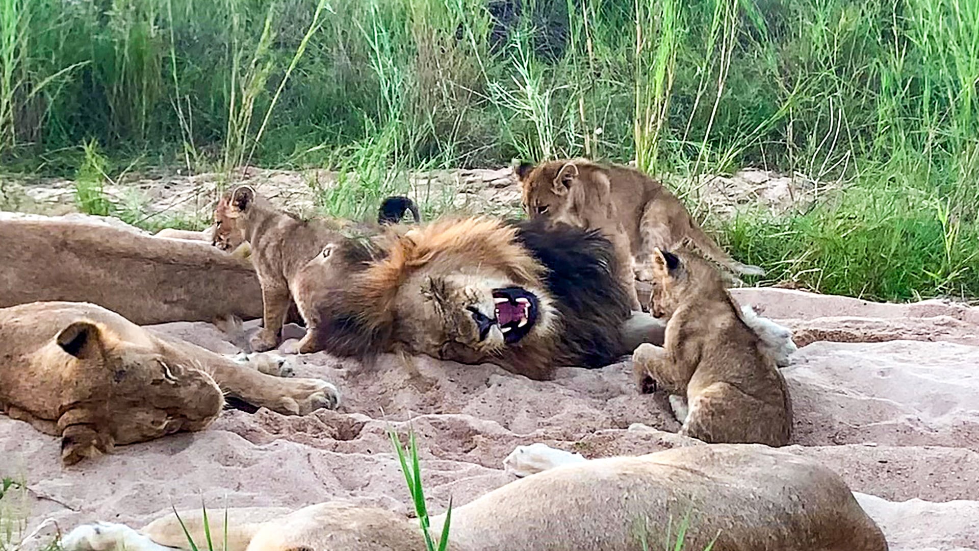 Adorable Lion Cubs Annoy Their Dad