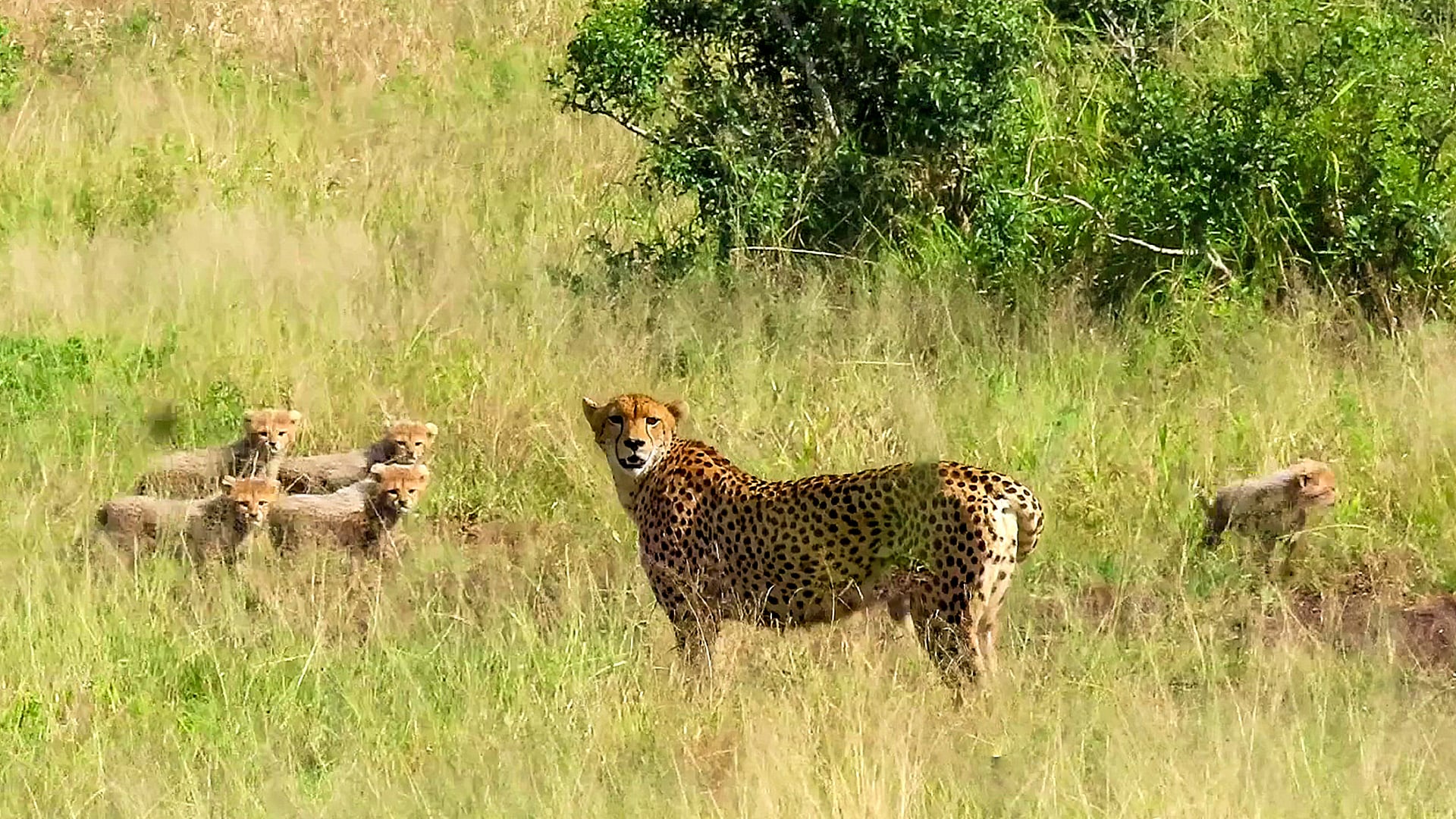 Seven Playful Cheetah Cubs Tumble Through the Bush Behind Mom