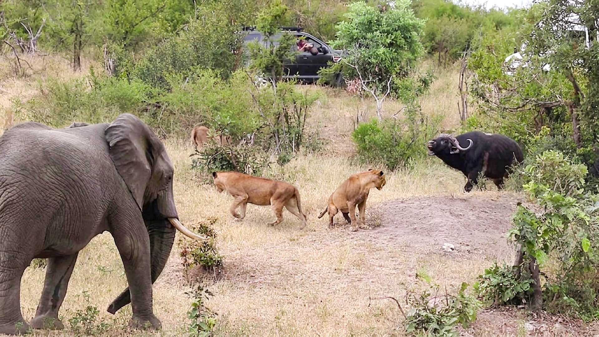 Crazy Elephant Tries to Chase Lions From Buffalo