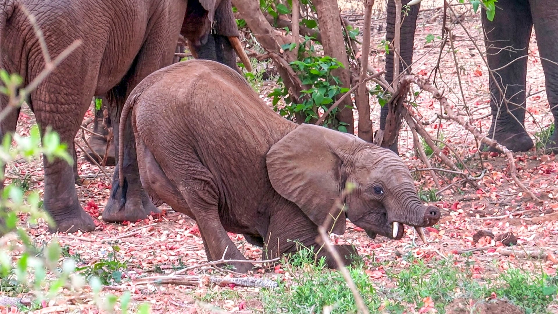 Watch A Resilient Young Elephant Learn to Adapt to Deformed Trunk