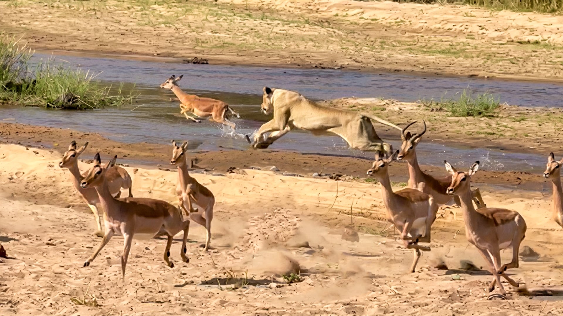 Lioness Singles Out Helpless Impala From Herd