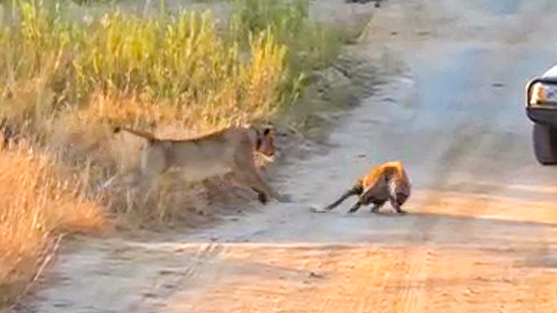 Lioness Ambushes Lone Hyena on the Road