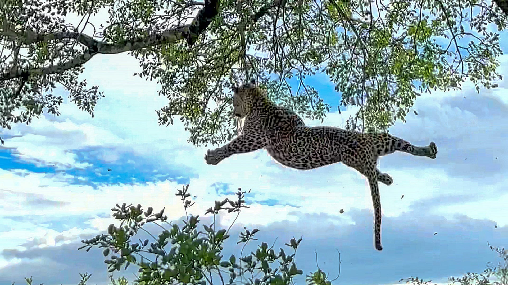 Leopard Survives a 6 Metre Fall From Fighting Rival