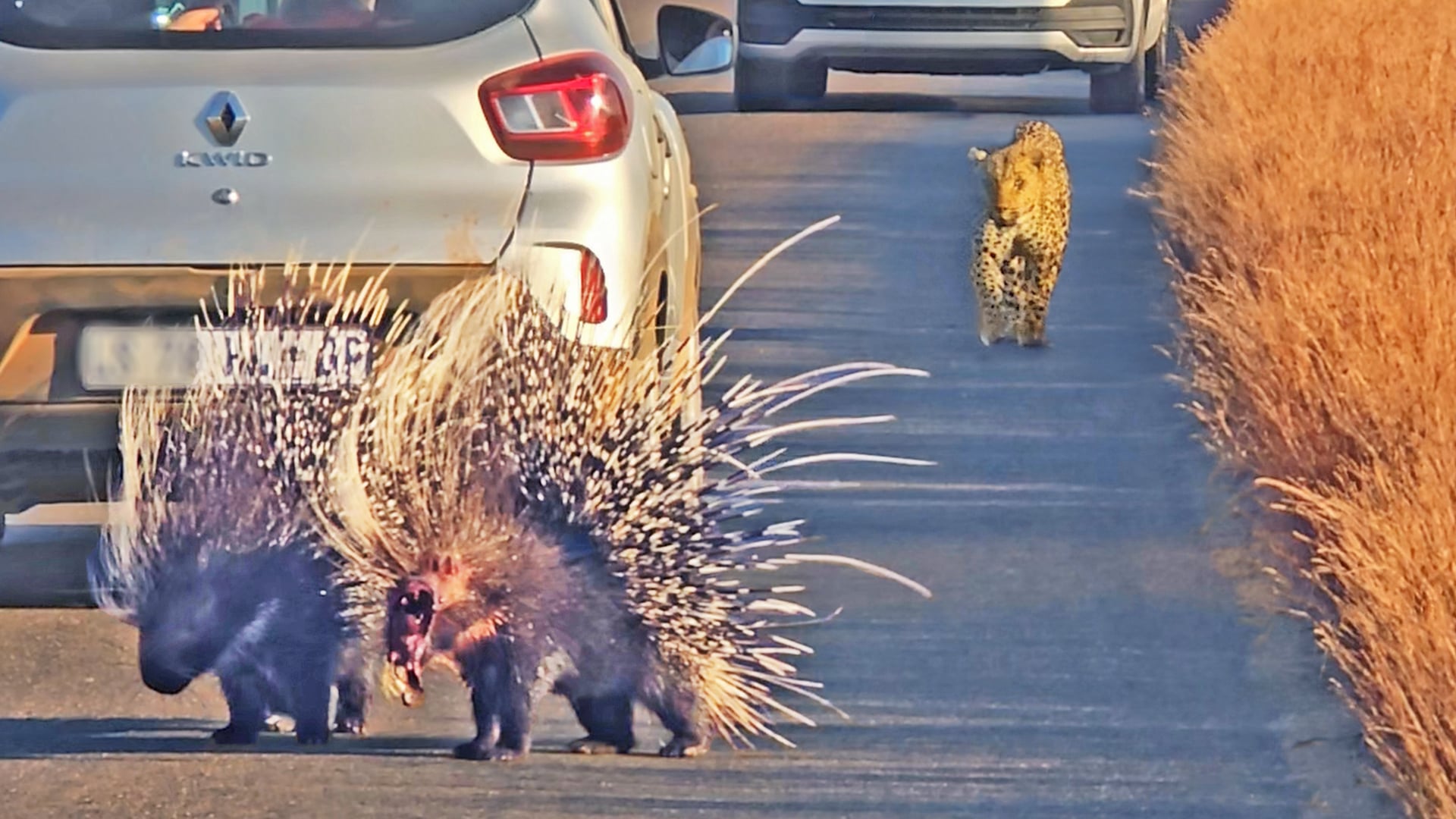 Watch This Porcupine With No Face Run From a Male Leopard