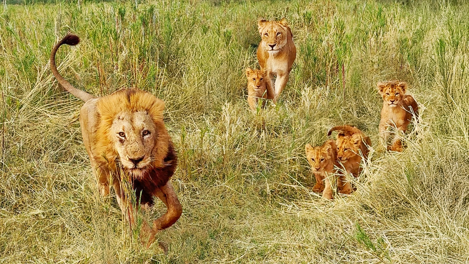 Lion Dad Runs Away from Cubs 