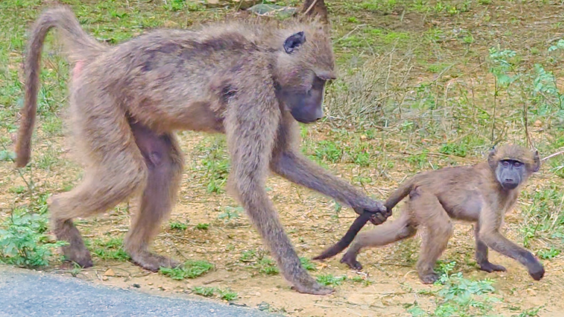 Baboon Mom Uses Naughty Baby’s Tail Like a Leash!