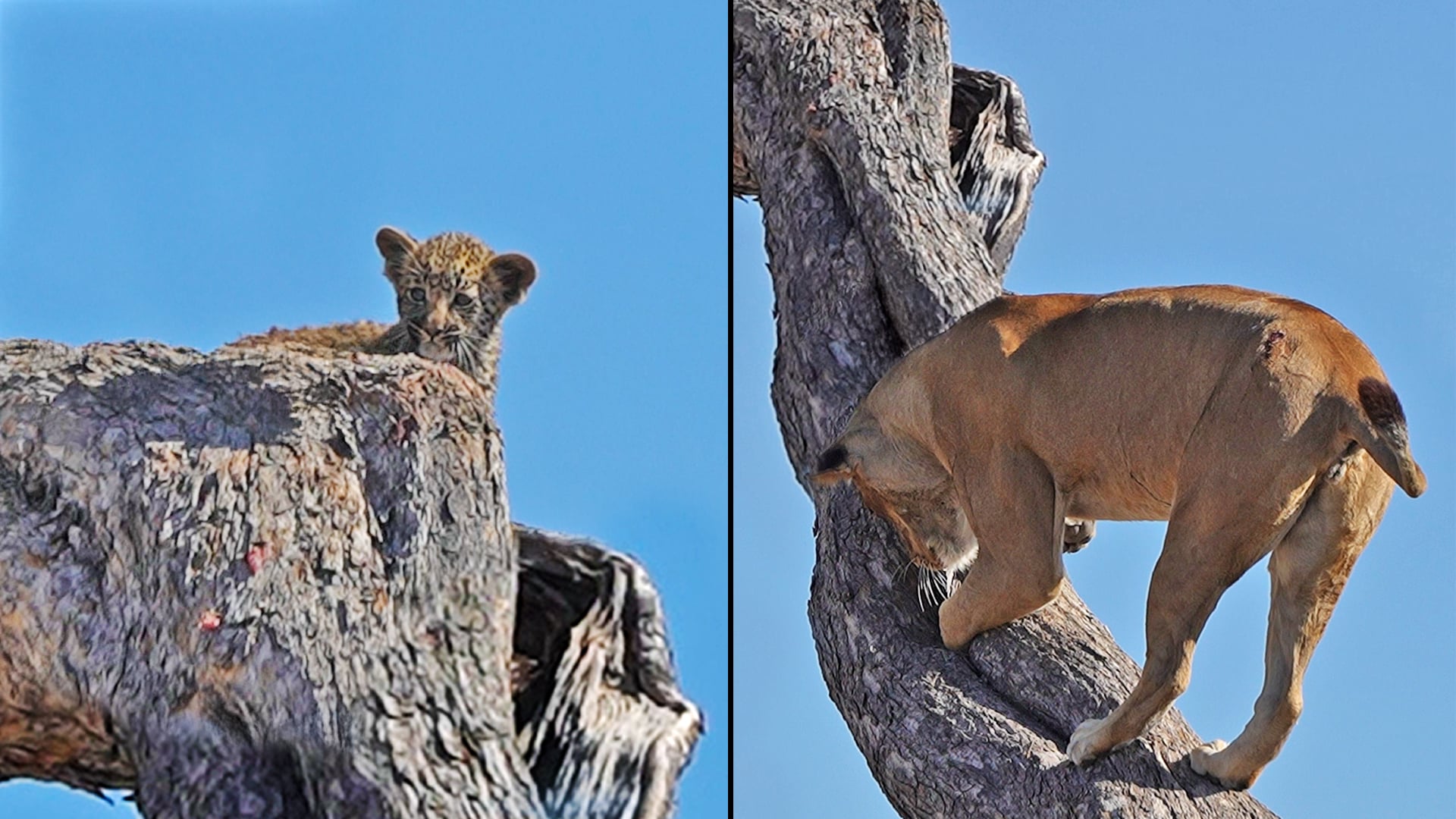 Lion Digs Inside Tree to Get to Tiny Leopard Cub