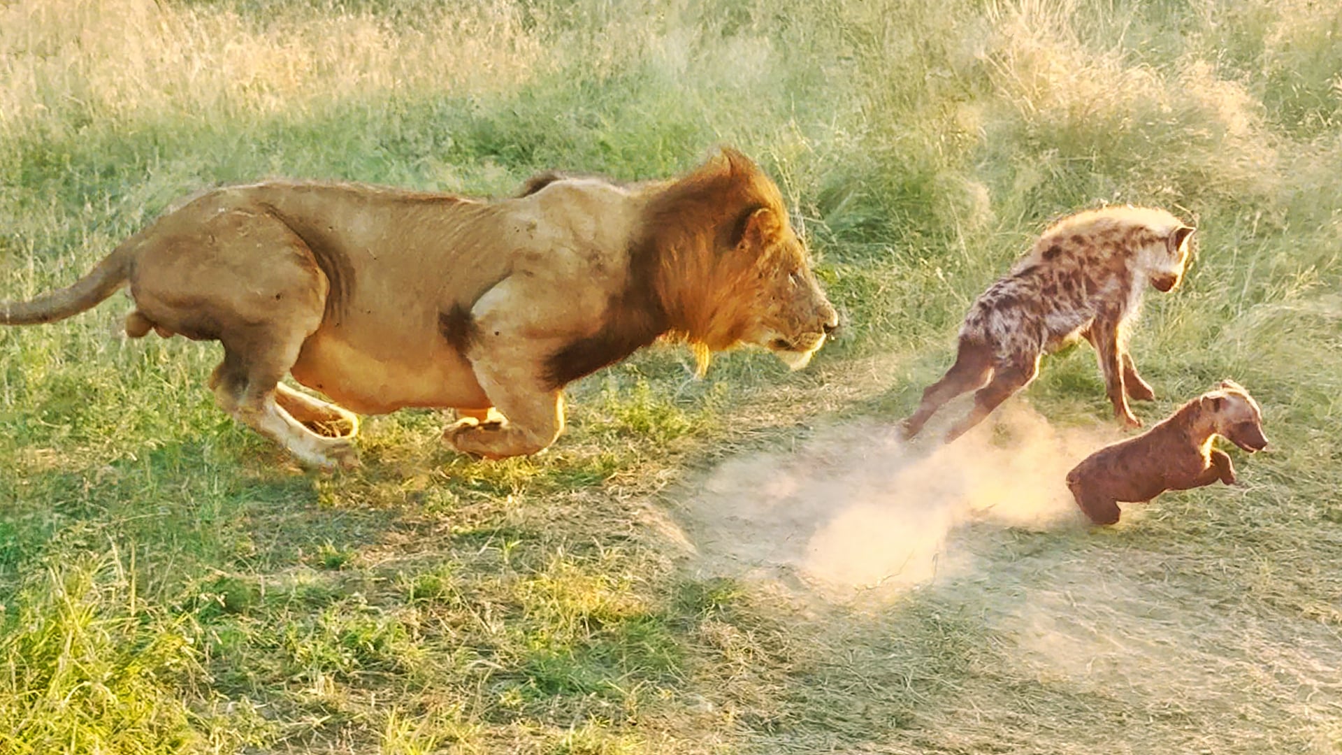 Watch This Lion Come Across Hyena Cubs Sleeping at their Den
