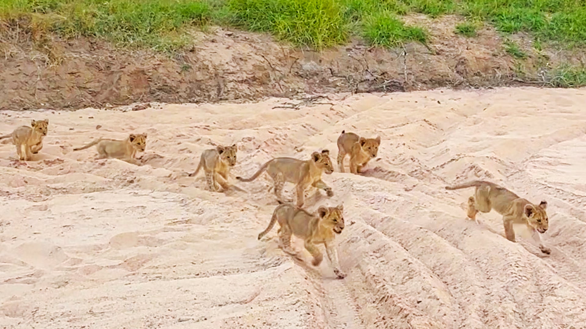 Mommy Lion Calls Her 7 Adorable Cubs To Dinner