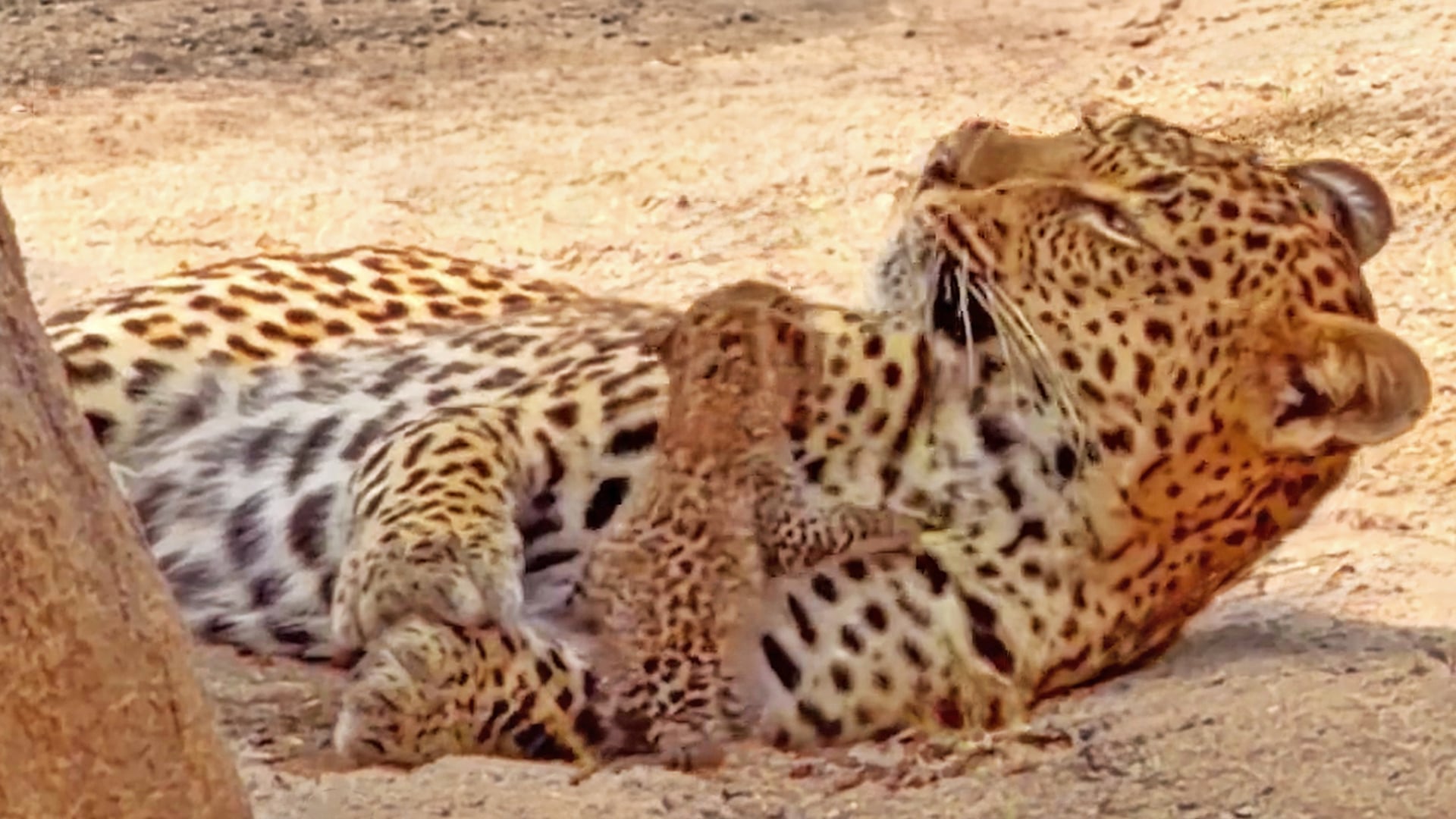 Leopard Mom Cleans the Tiniest Leopard Cub