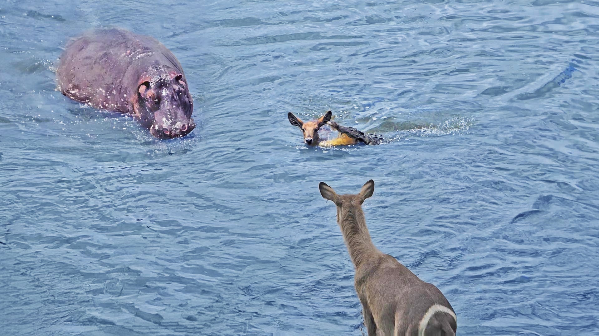 Hippo Comes to Rescue Baby Antelope from Crocodile