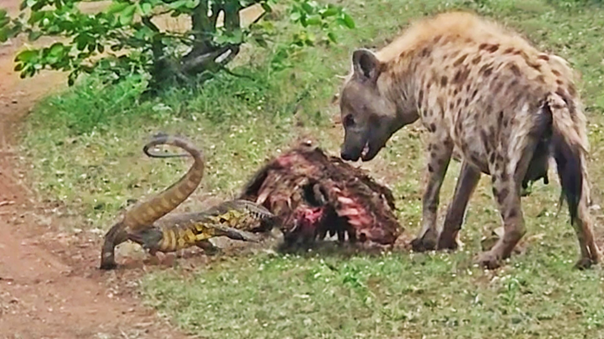 Watch As This Lizard Slaps This Hyena!