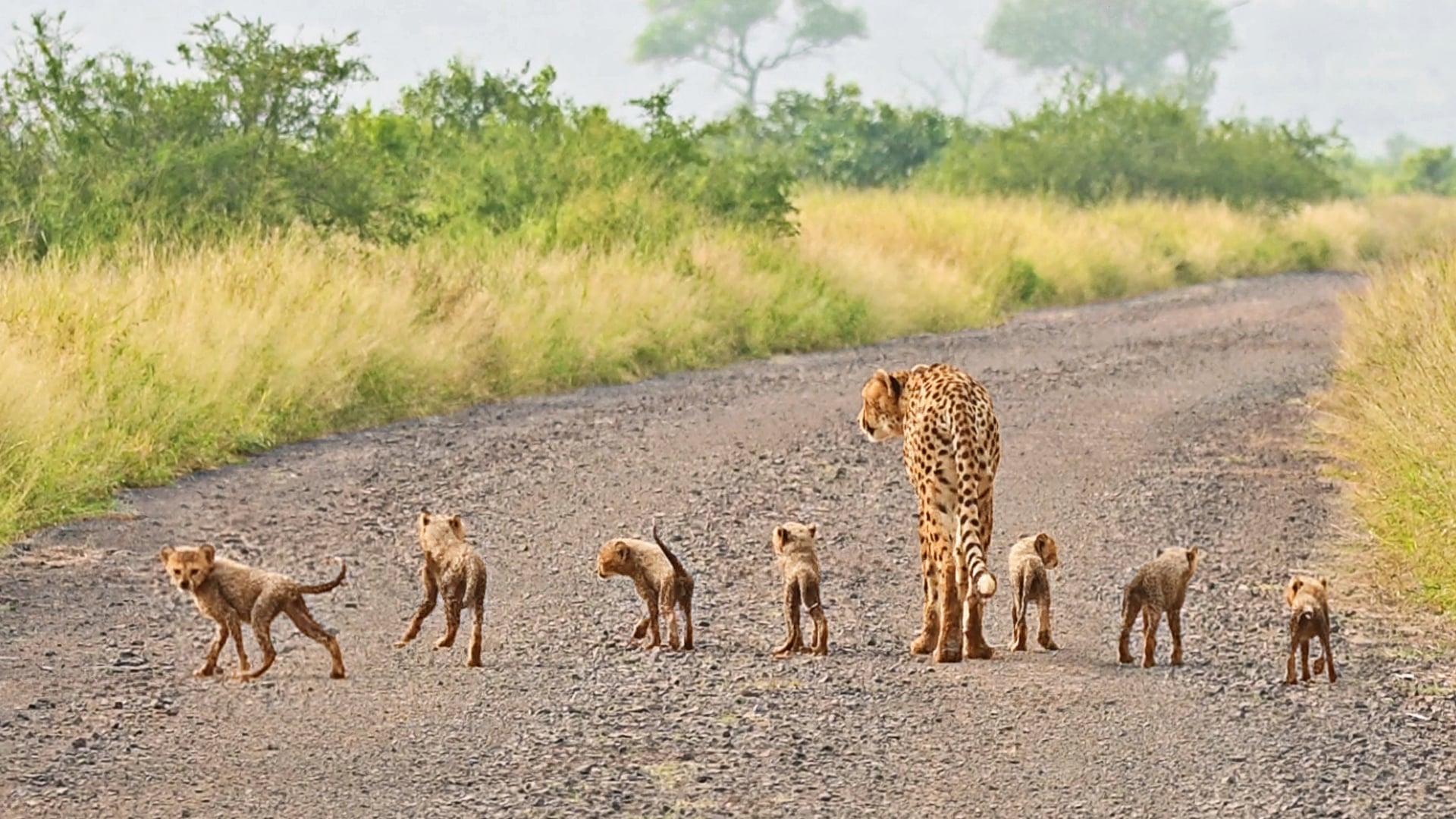 Cheetah Mom Guides Her 7 Tiny Cubs Down The Road