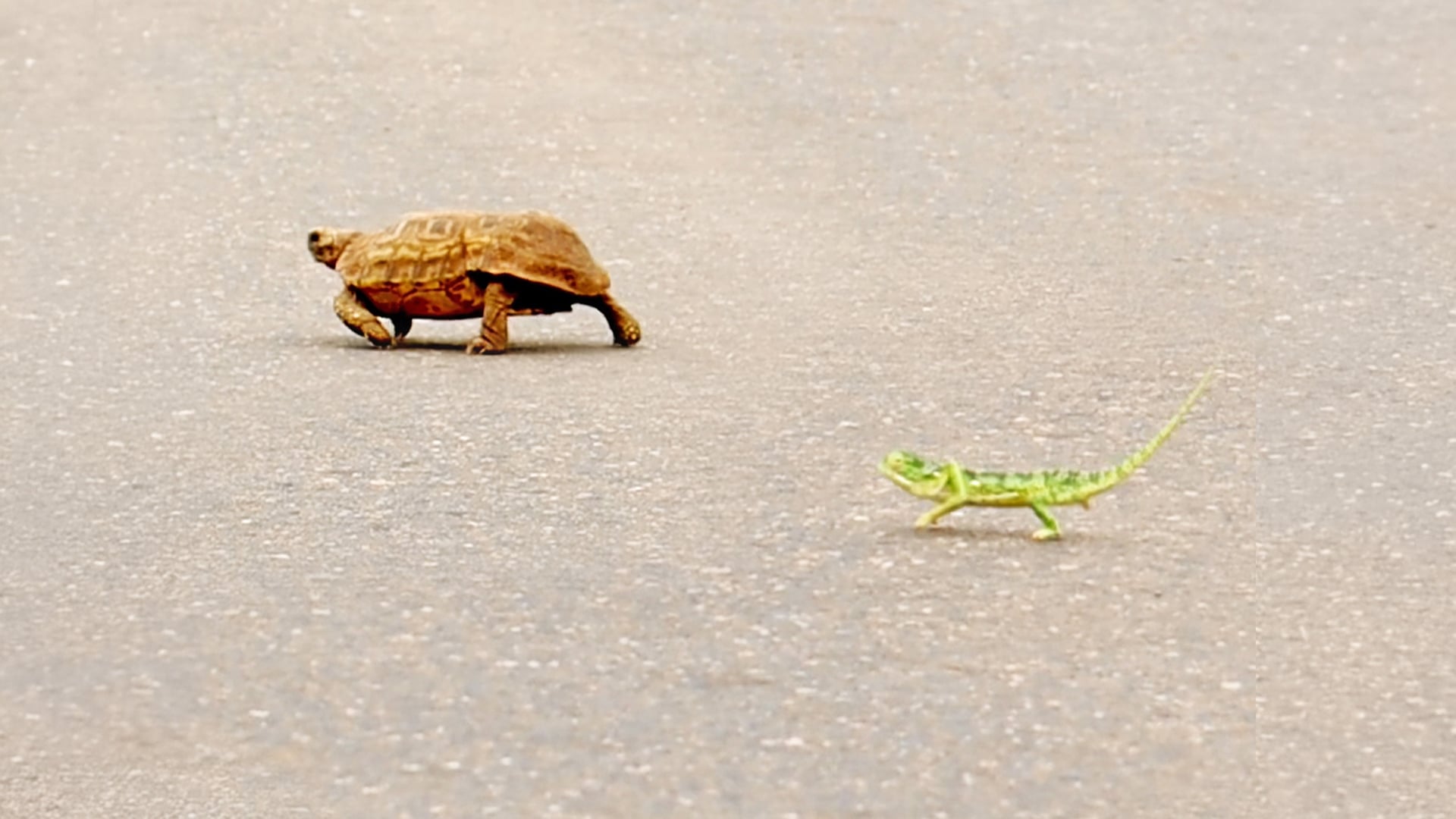 Chameleon and Tortoise Race Across the Road
