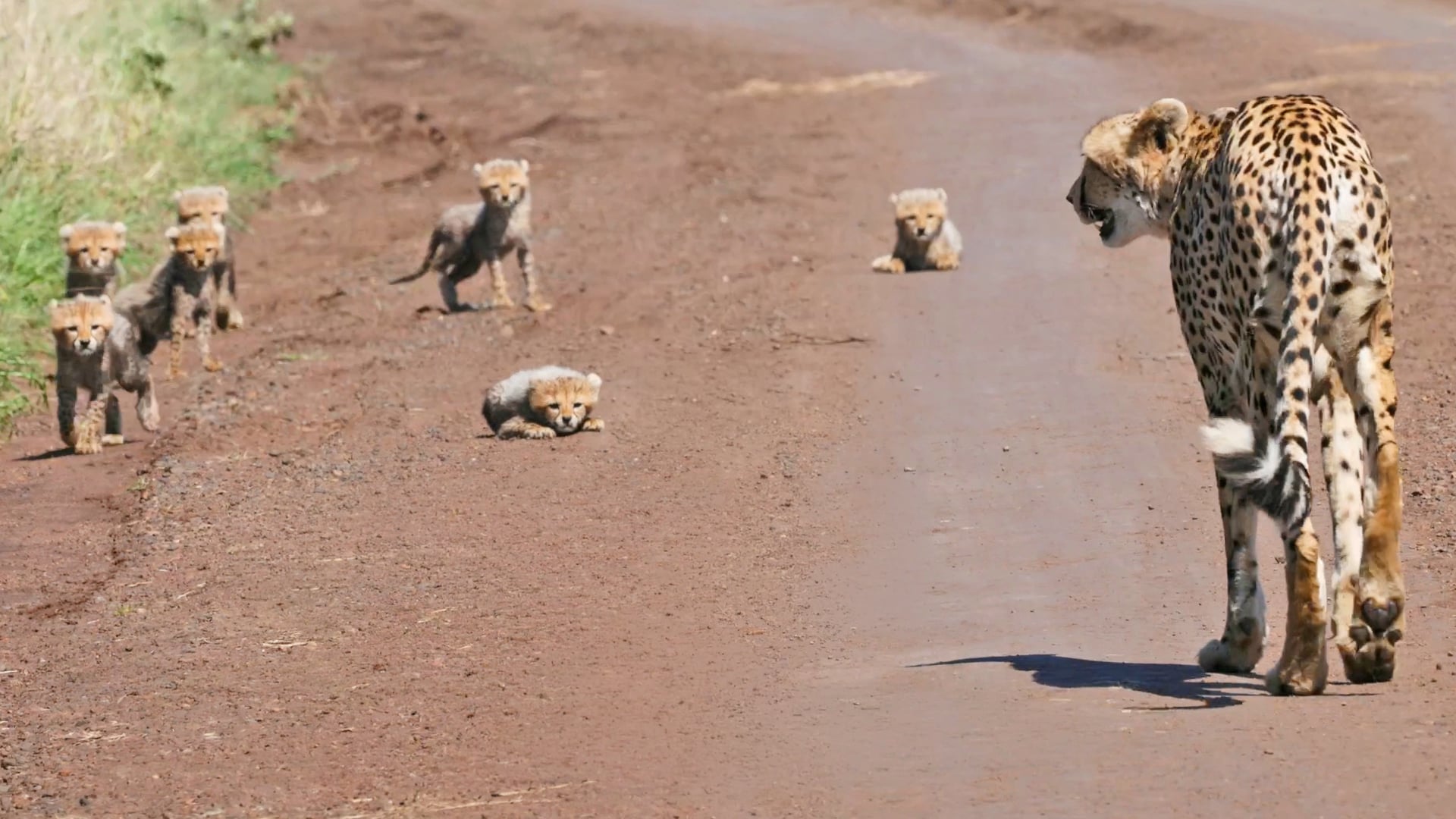 A Rare Sighting Of A Mother Cheetah With Seven Cubs