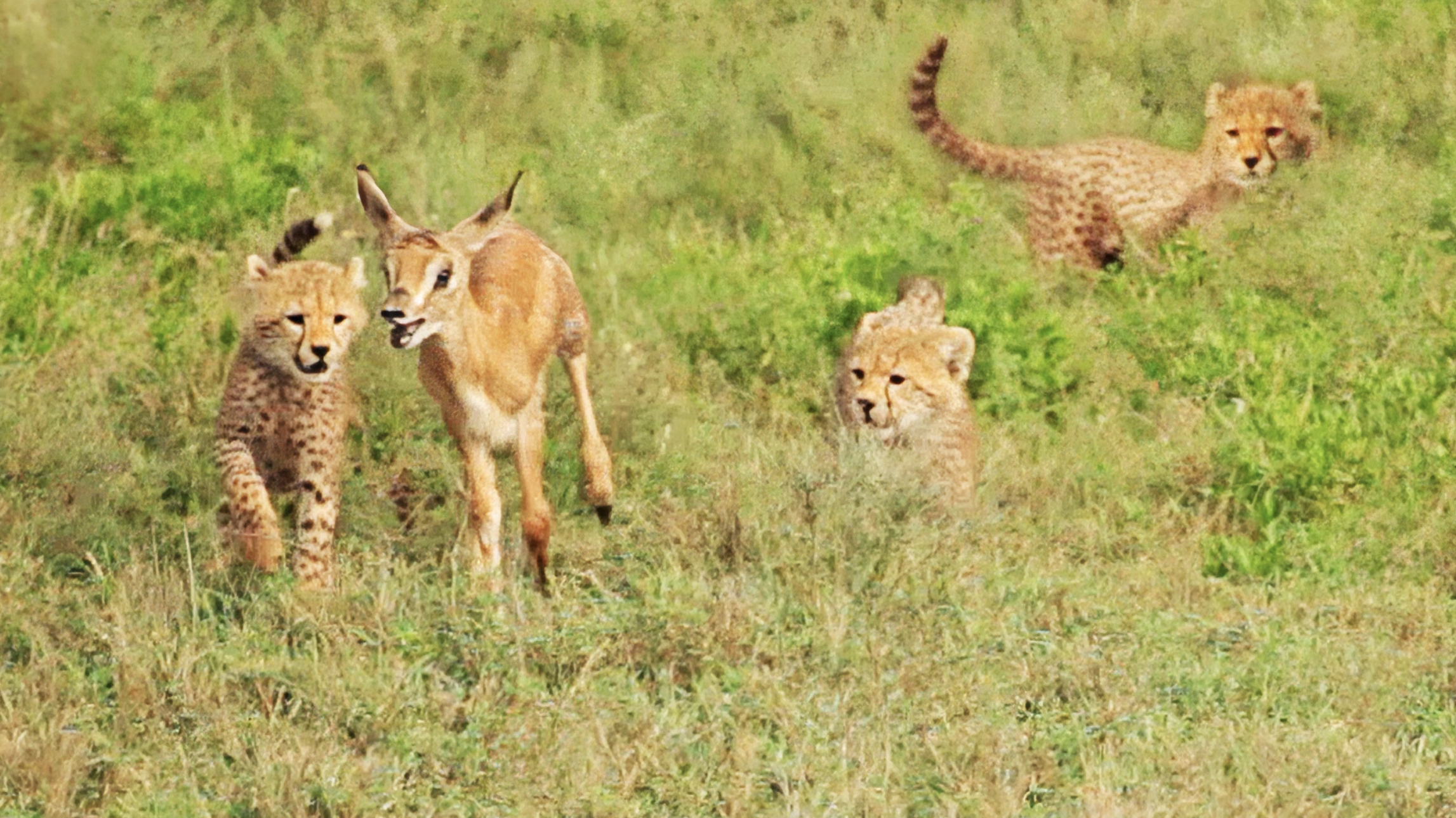 5 Tiny Cheetah Cubs Team Up to Catch Tiny Buck Without Mother