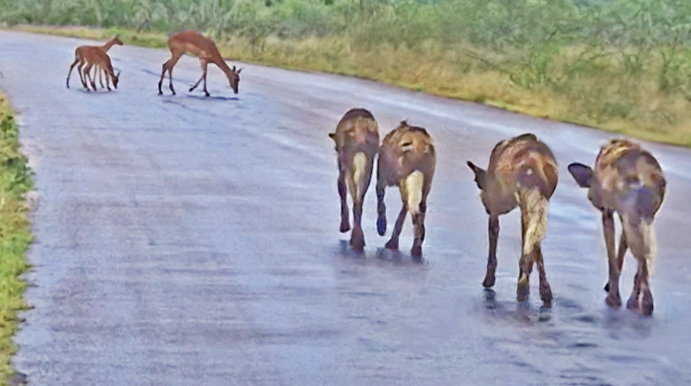 Careless Impalas Busy Drinking Let Wild Dogs Walk Right Up To Them