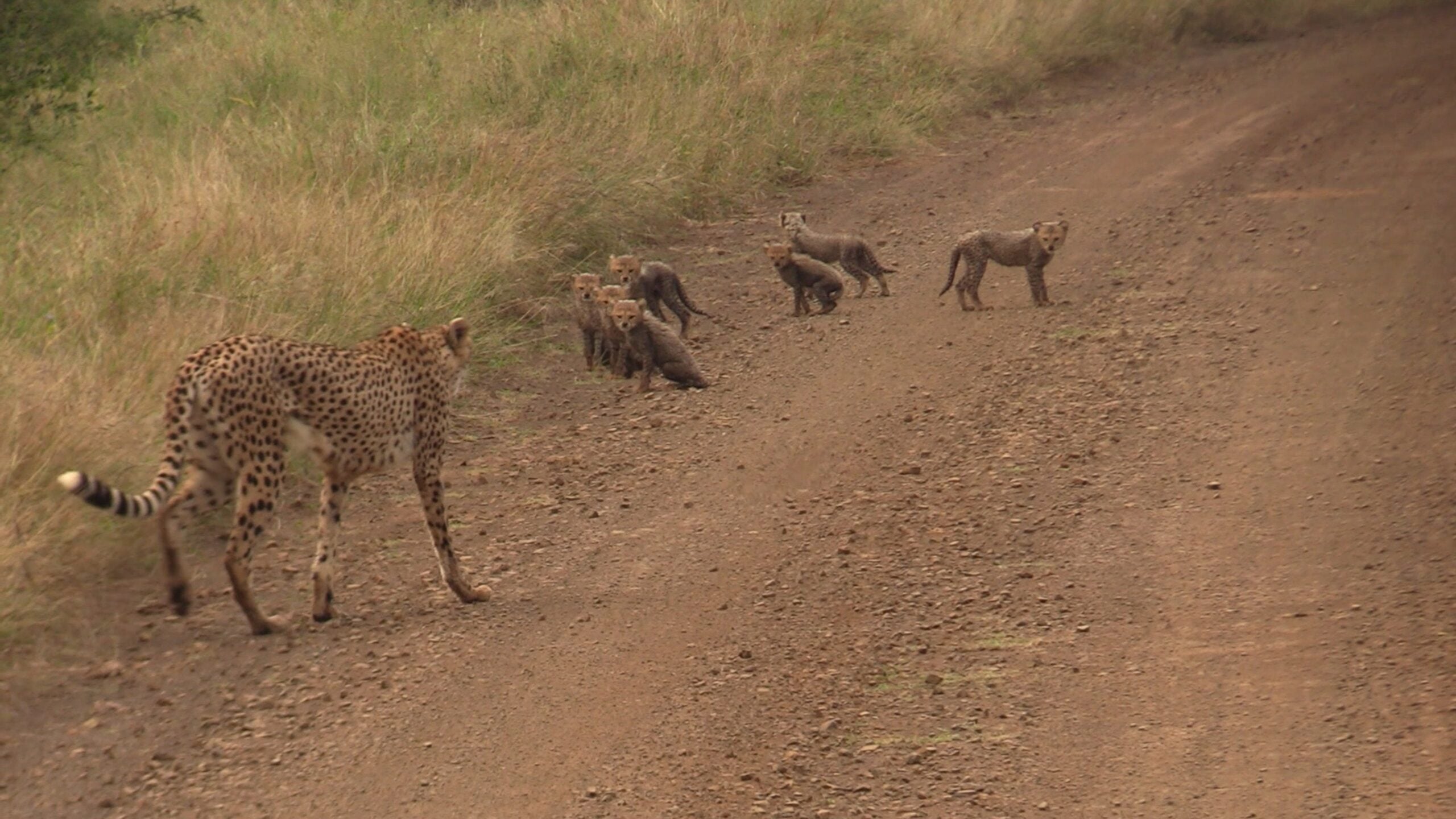 Cheetah Mom Guides Her 7 Tiny Cubs Down The Road