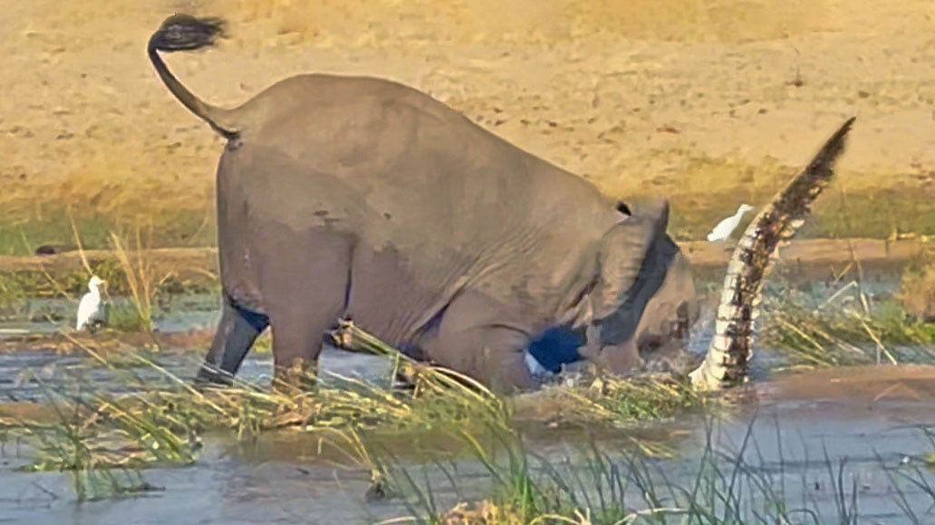 Watch This Elephant Destroy a Crocodile