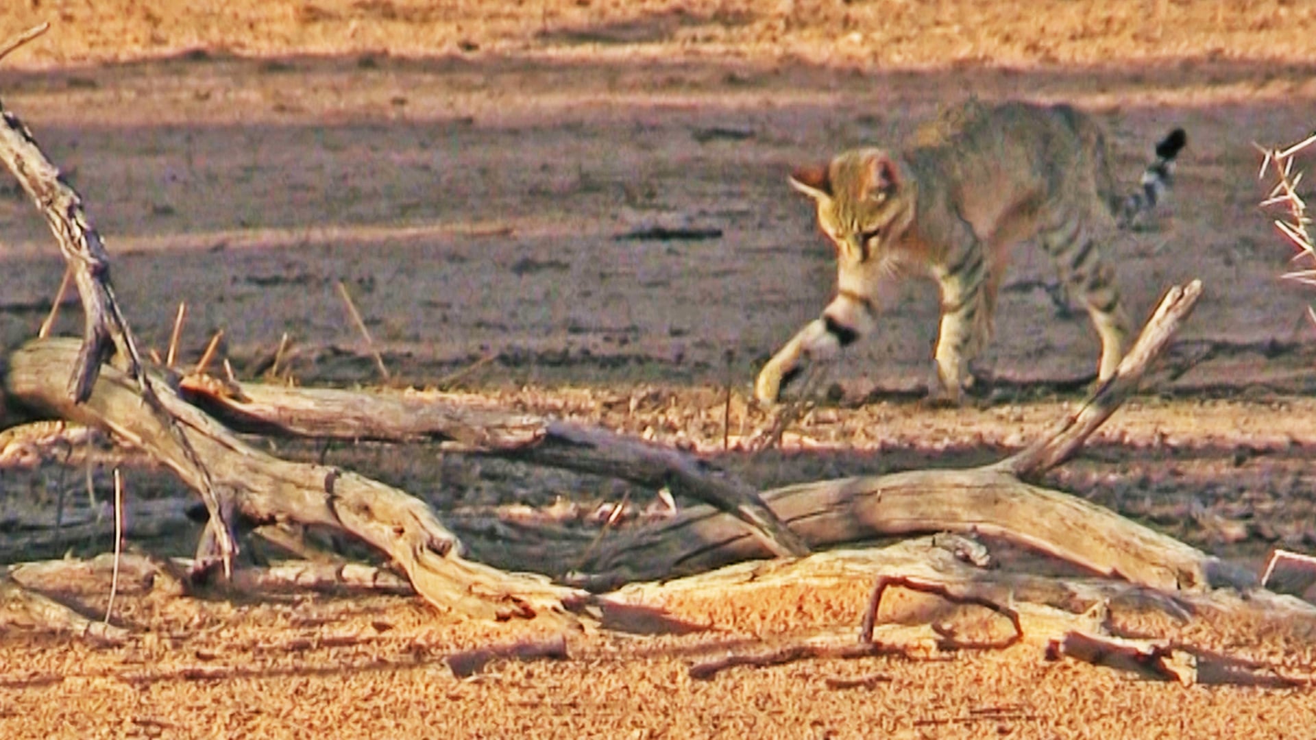 Watch These Adorable African Wild Cats Play Fight