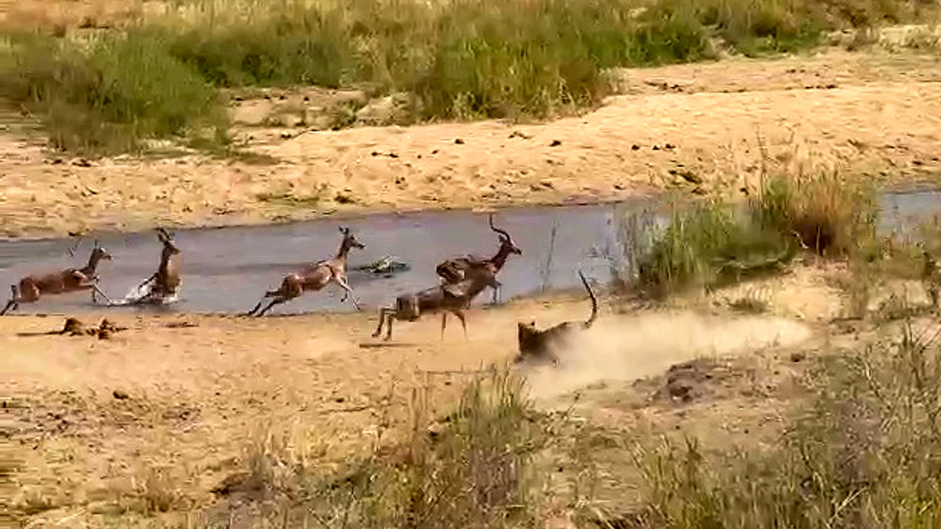 Watch This Entire Impala Herd Scrams to Confuse a Leopard