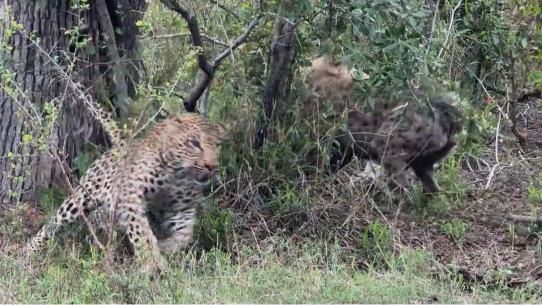 Leopard and Hyena Battle Over a Meal