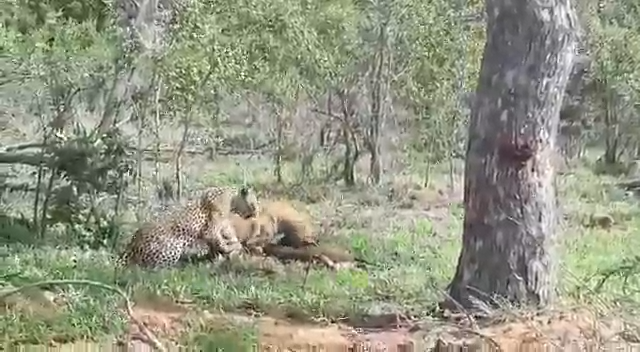 Hungry Hyena Shares Food with a Leopard