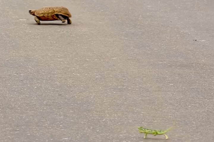 Chameleon and Tortoise Race Across the Road